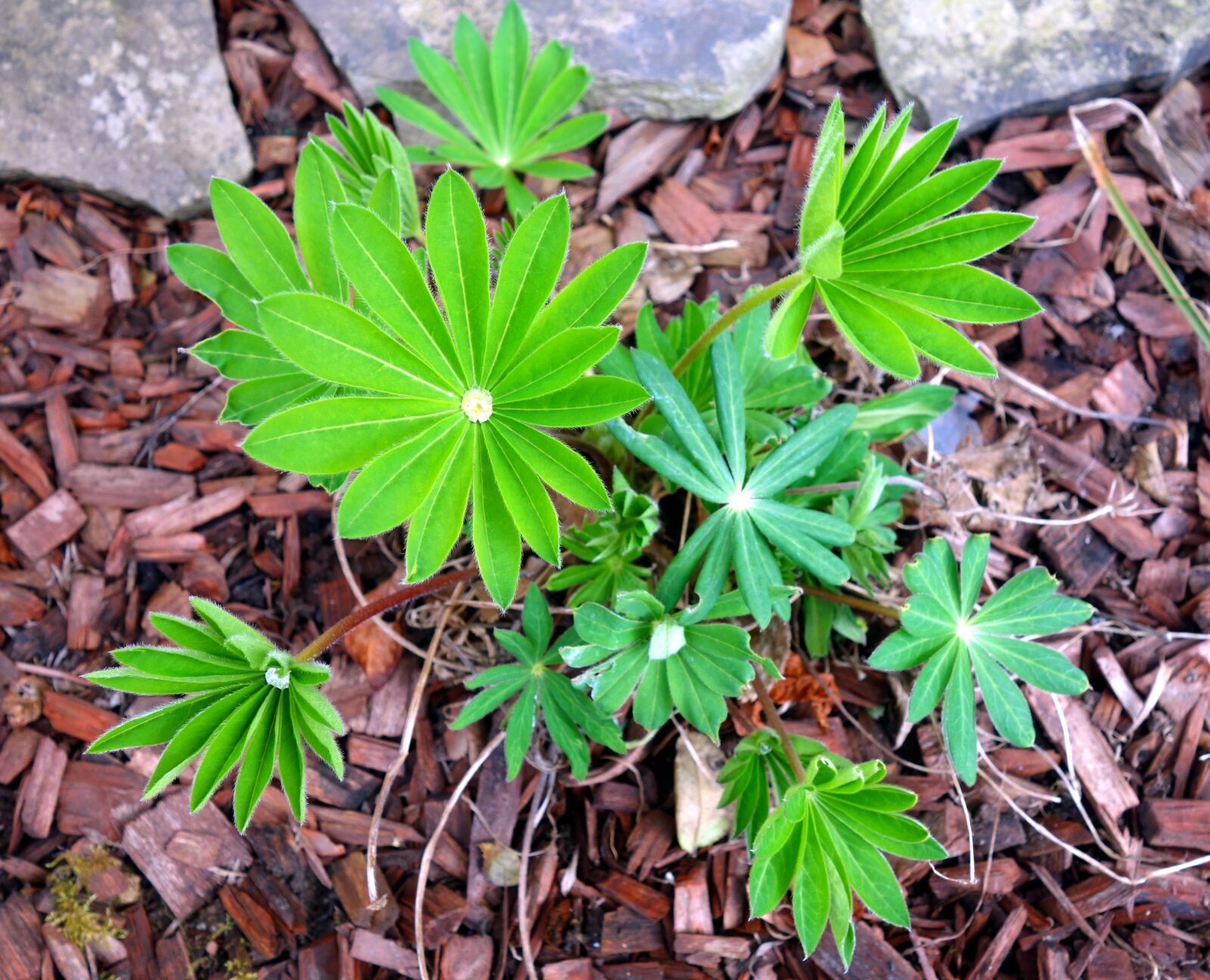 Sony Cyber-shot DSC-RX100 sample photo. Lupine, lupinus, leaf photography