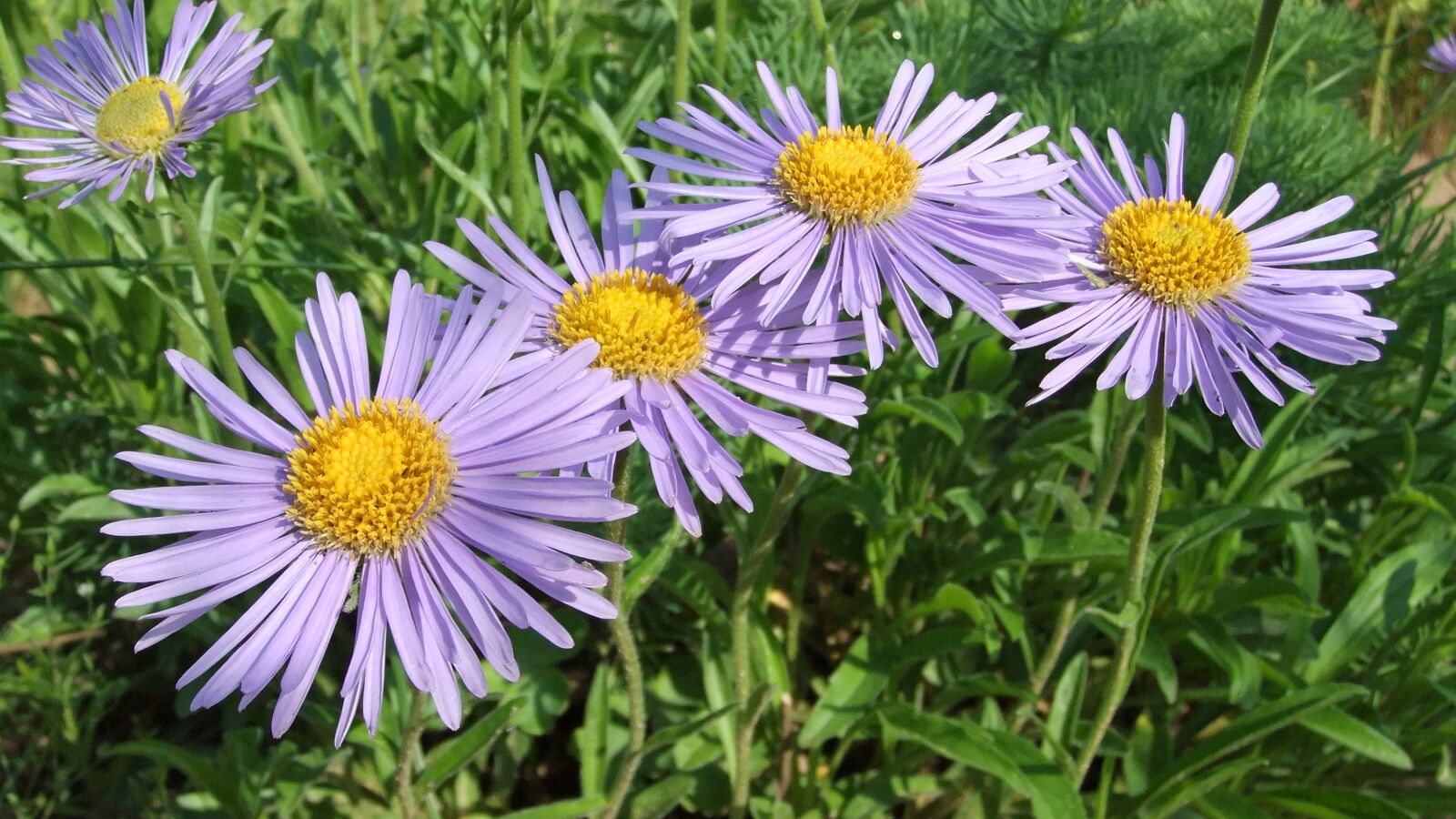 FujiFilm FinePix F80EXR (FinePix F85EXR) sample photo. Nature, flora, summer photography