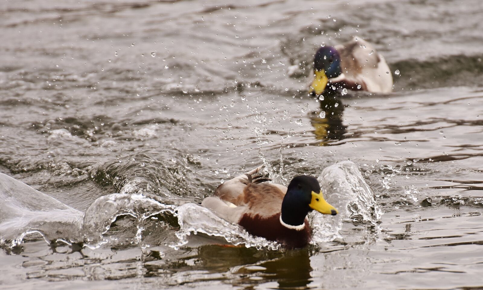 Nikon D7200 sample photo. Chase, ducks, mallards photography