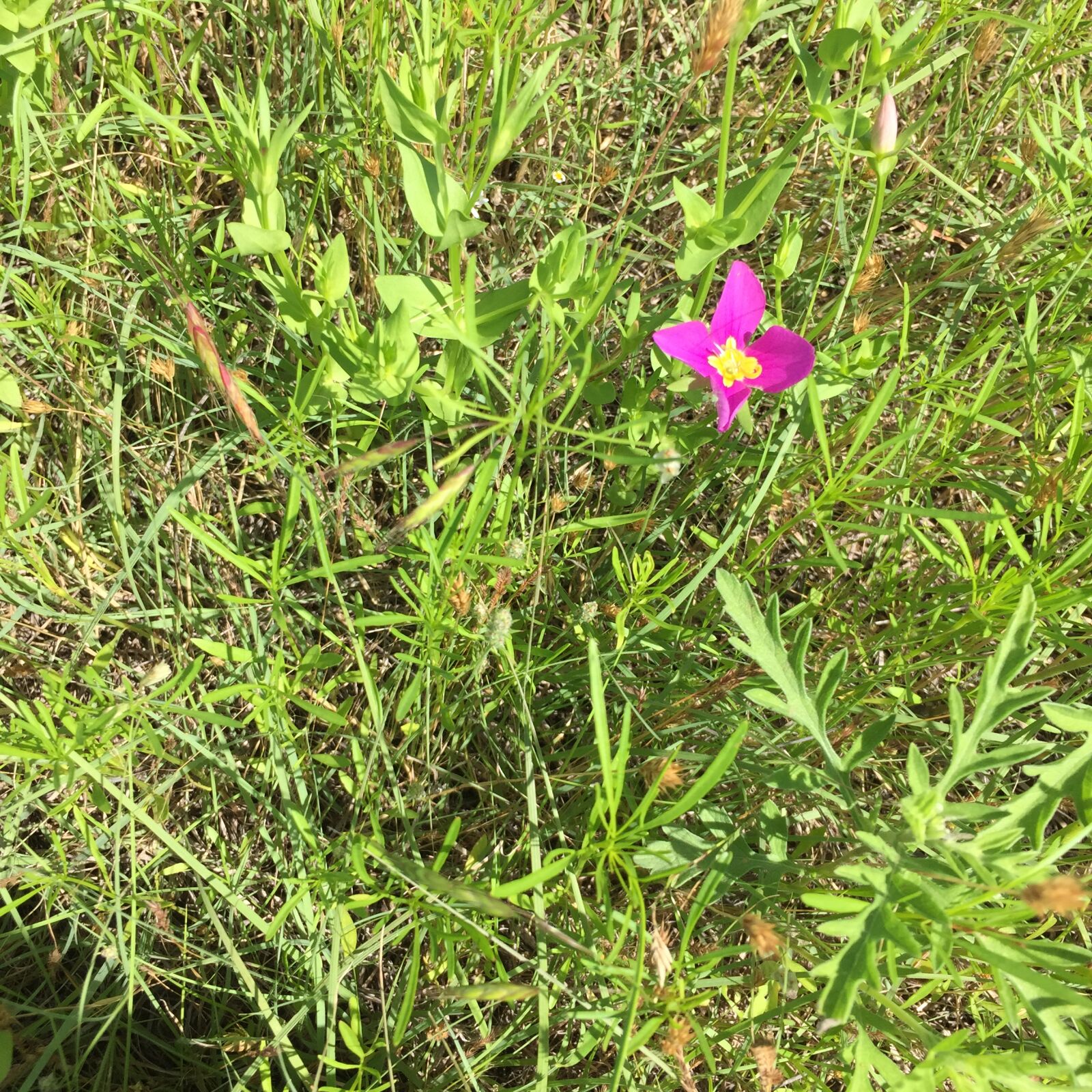 iPhone 6 back camera 4.15mm f/2.2 sample photo. Flower, flowers, green, purple photography