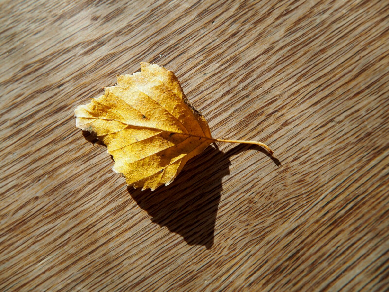 Olympus OM-D E-M10 sample photo. Leaf, autumn, wood photography