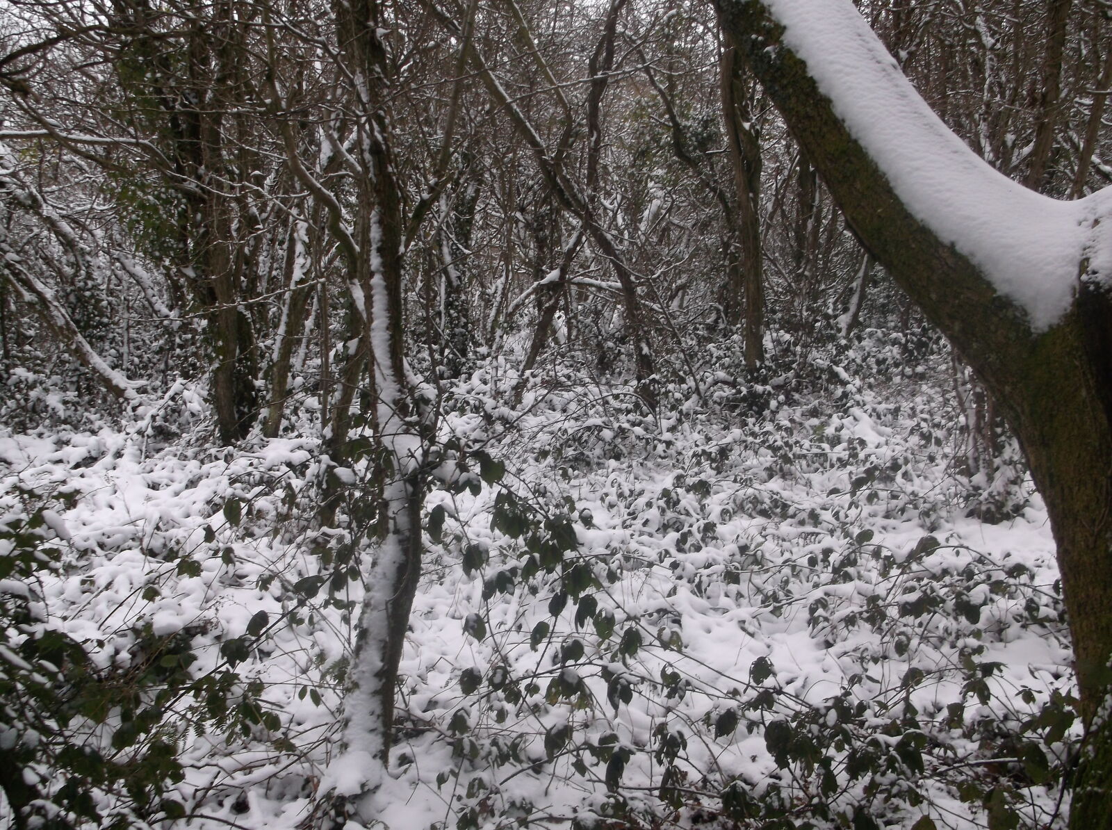 Fujifilm FinePix AX550 sample photo. Christmas, cold, snow, trees photography
