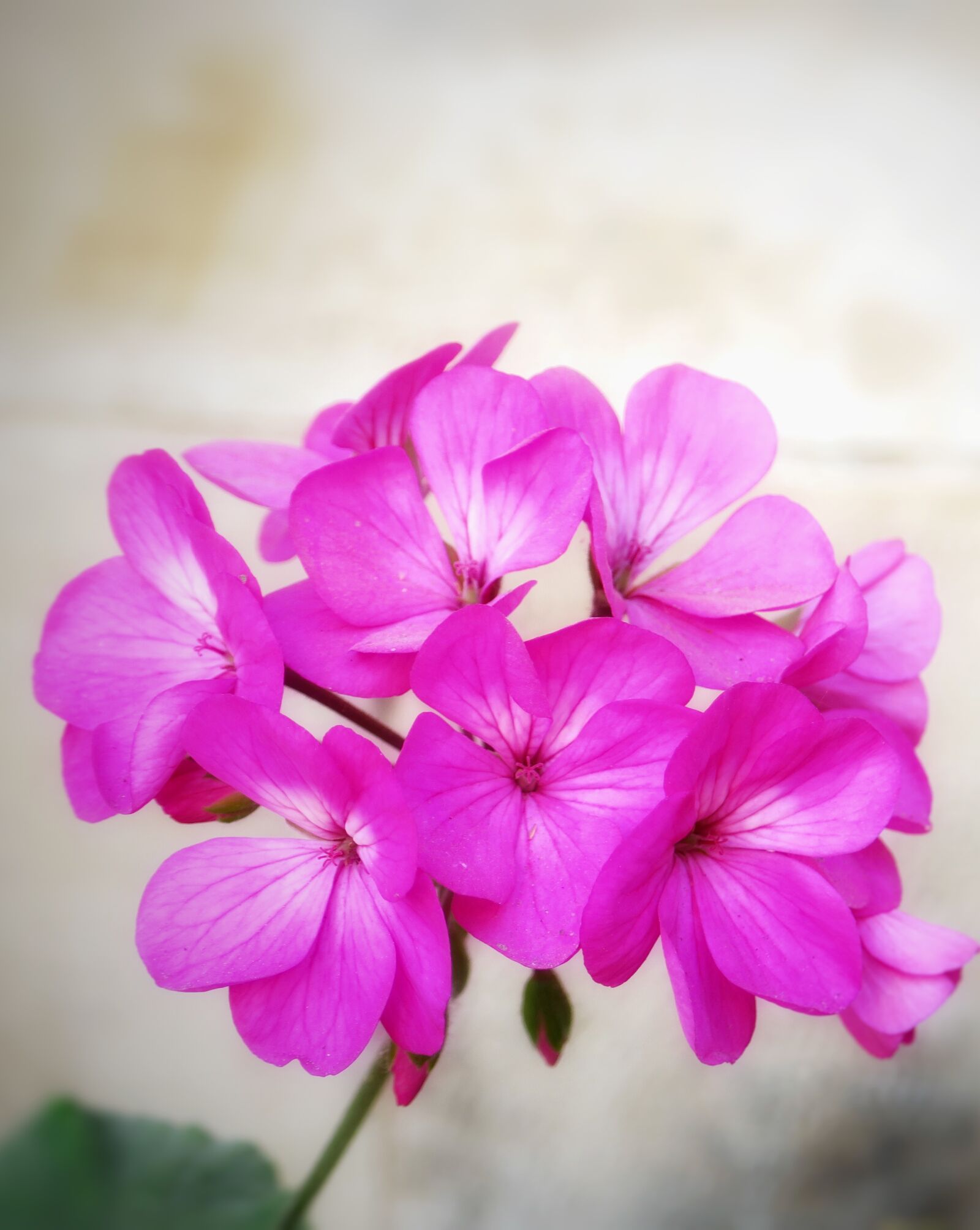 Canon PowerShot G3 X sample photo. Flower, plant, nature photography