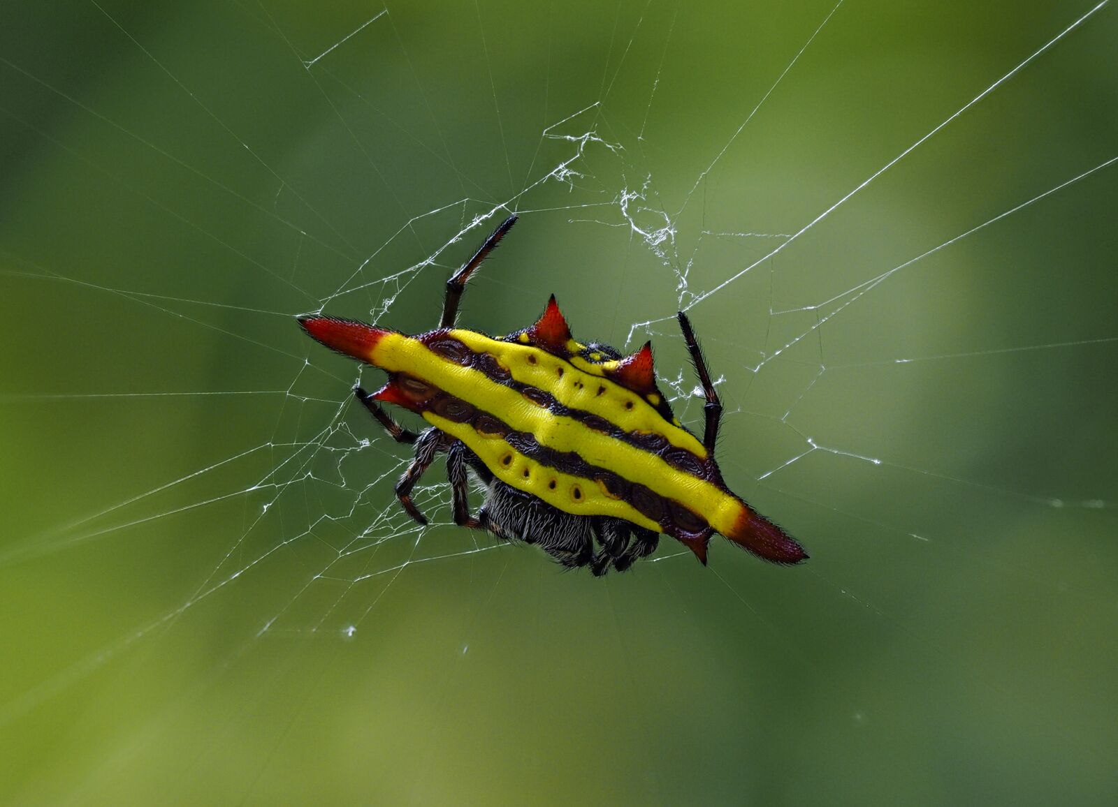 Olympus M.Zuiko Digital ED 60mm F2.8 Macro sample photo. Spider, the game, hanoi photography