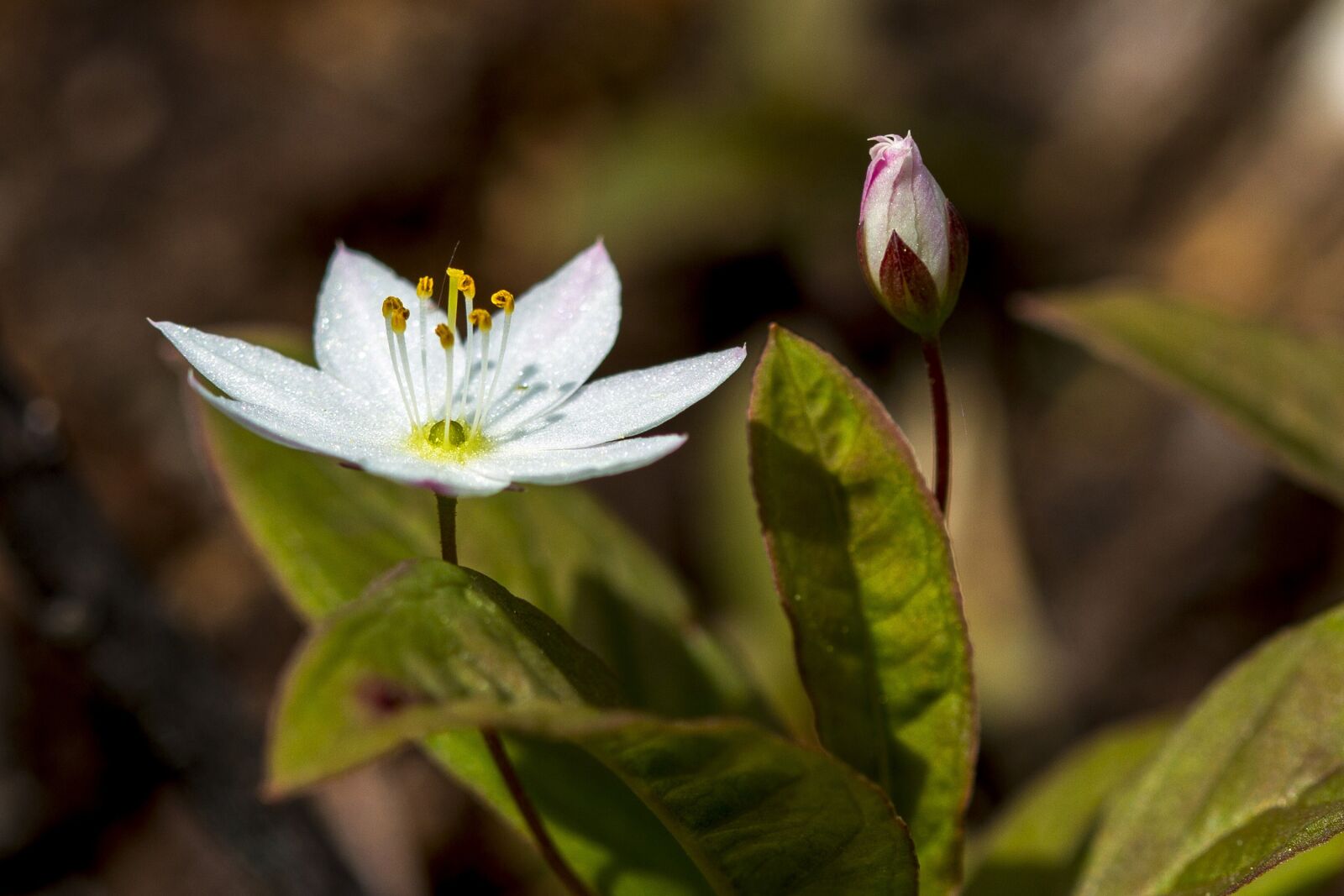 Canon EOS 7D + Canon EF 100mm F2.8 Macro USM sample photo. The nature of the photography