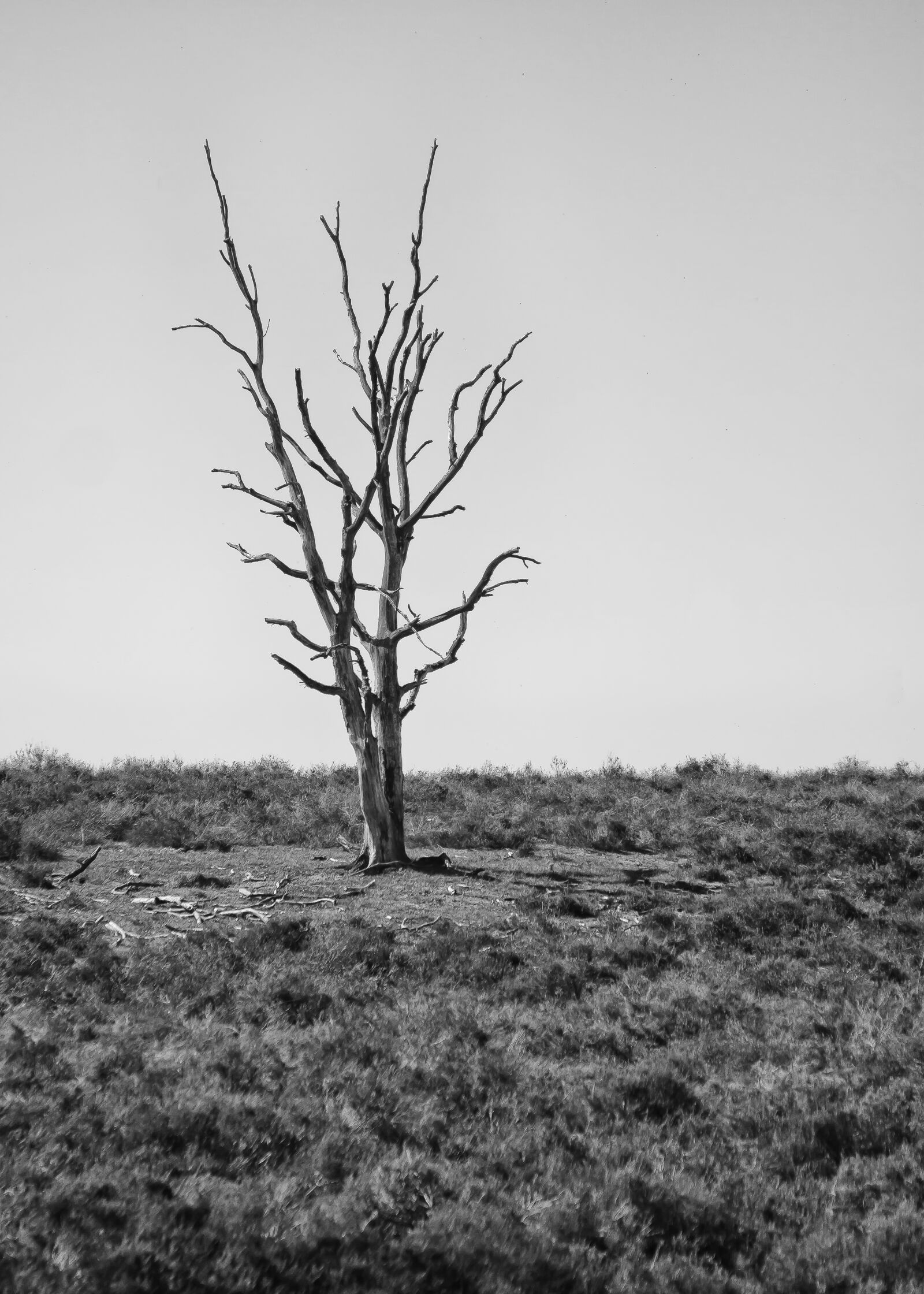 Canon EOS 50D + Canon EF 24-105mm F4L IS USM sample photo. Tree, dying tree, nature photography