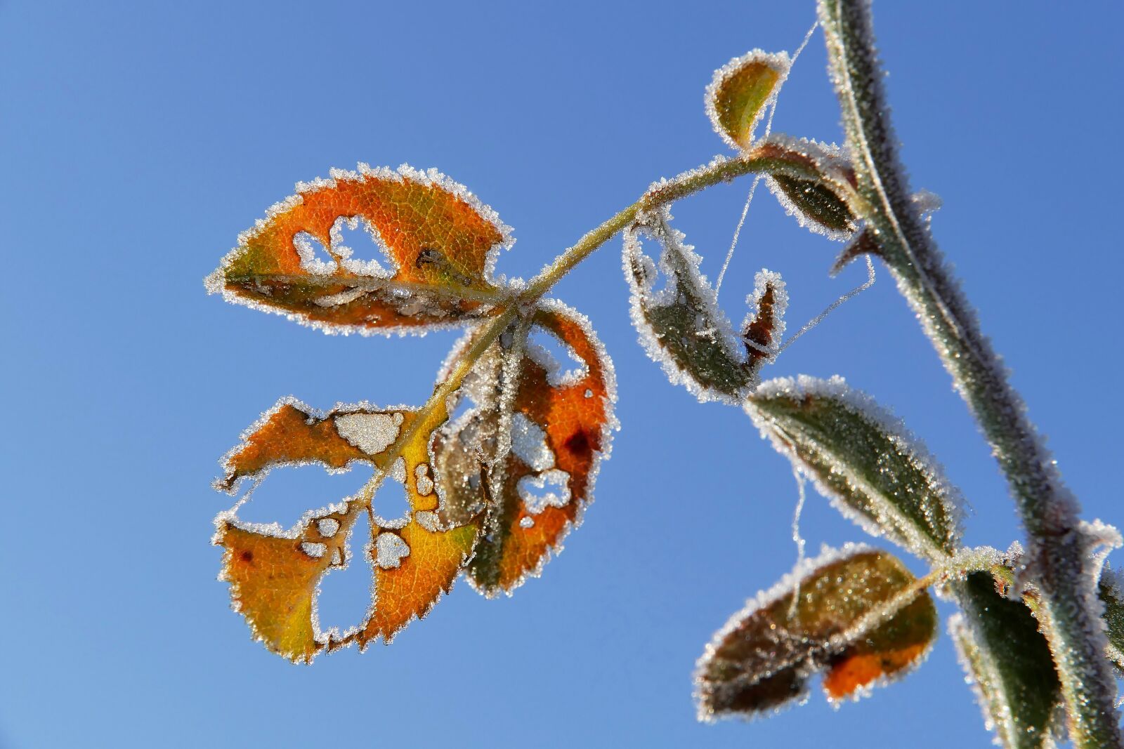 Panasonic Lumix DMC-FZ1000 sample photo. Leaf, eiskristalle, frost photography