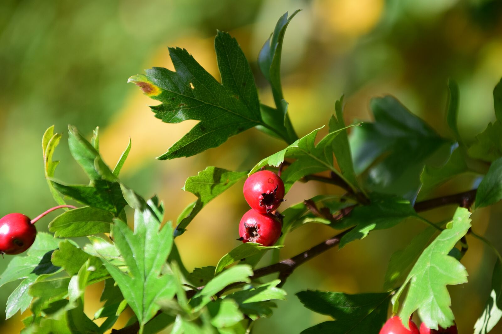 Nikon D3300 sample photo. Berries, rowanberries, bush photography