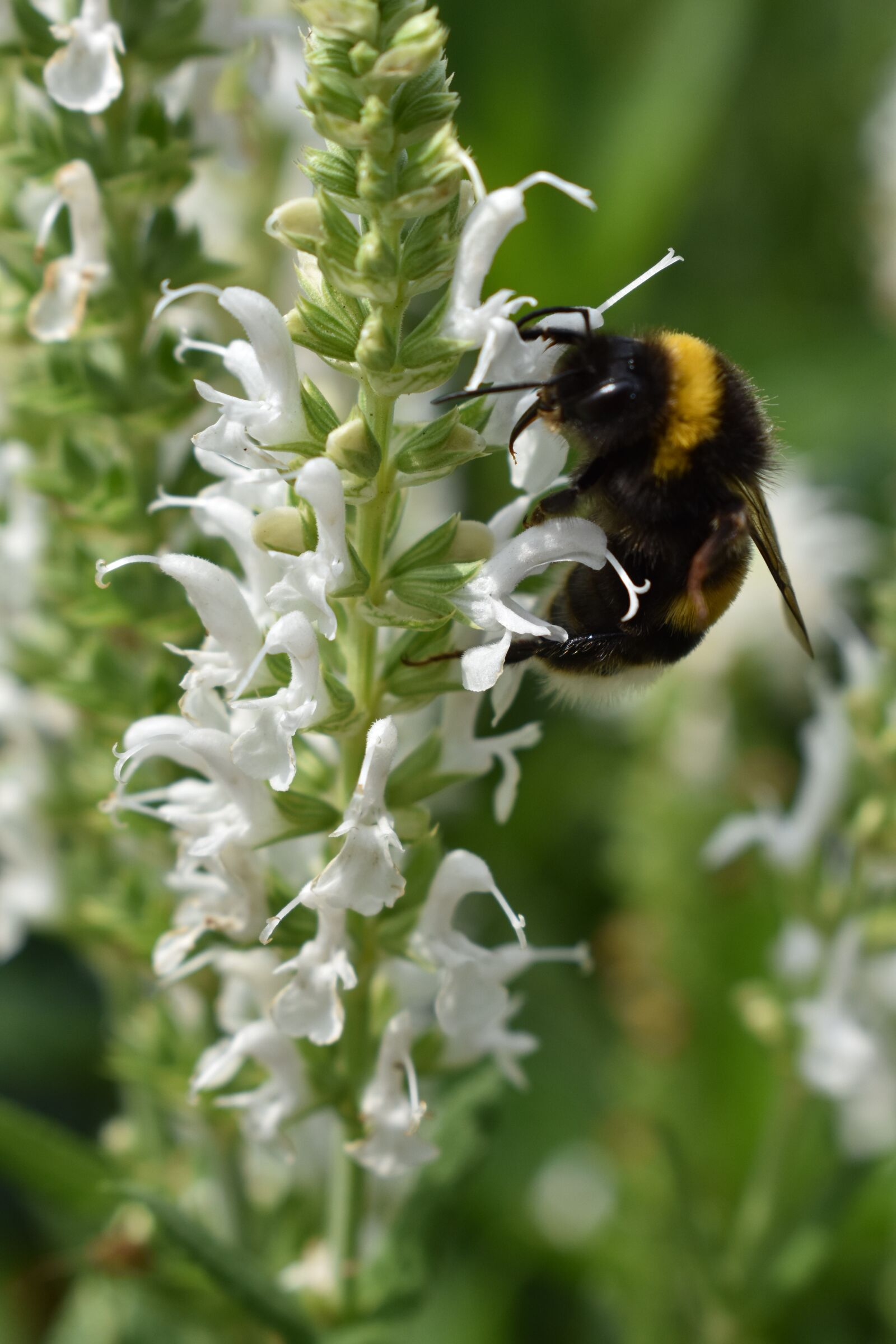 Nikon D3400 sample photo. Hummel, white, insect photography