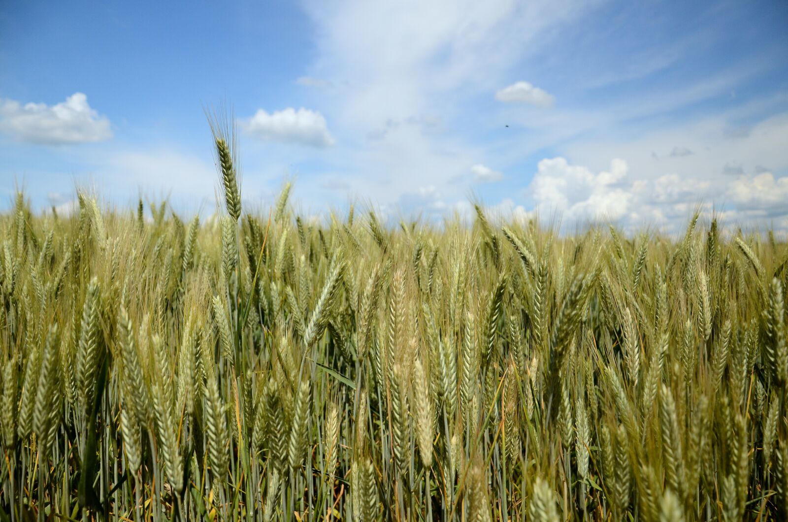 Nikon D7000 sample photo. Wheat, rye, triticale photography