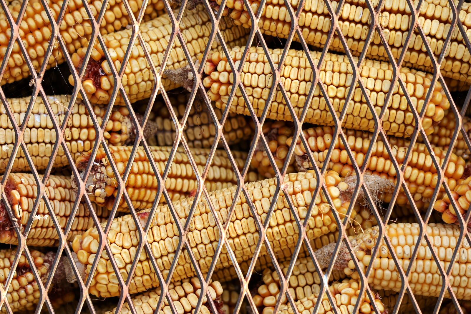 Canon EF 70-300 F4-5.6 IS II USM sample photo. Corn, food, stored photography