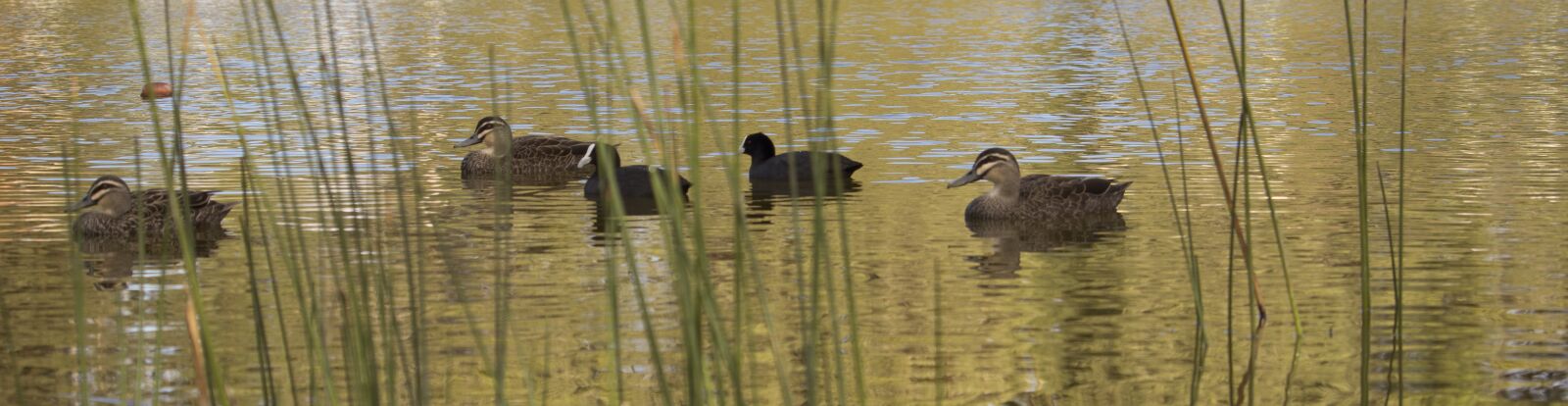Canon EOS 250D (EOS Rebel SL3 / EOS Kiss X10 / EOS 200D II) sample photo. Ducks, flock, waterbird photography
