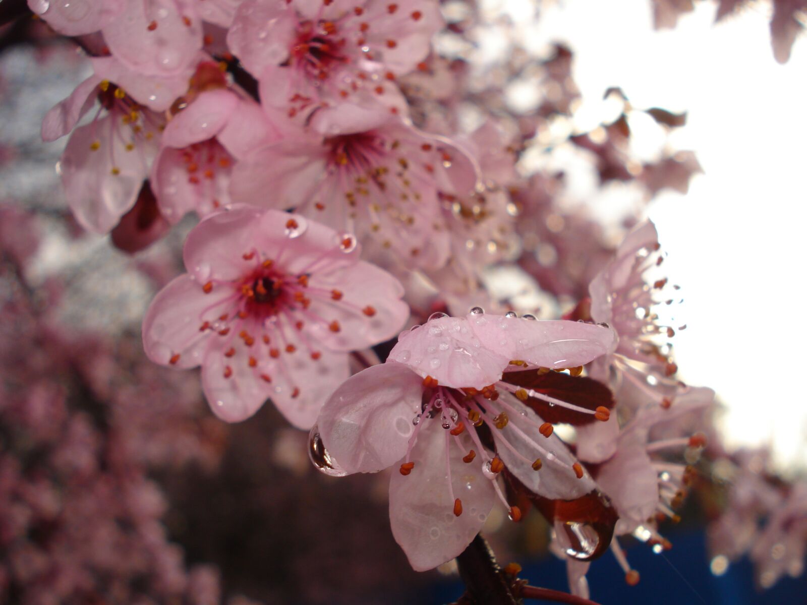 Sony DSC-W35 sample photo. Flower, macro, rosa photography