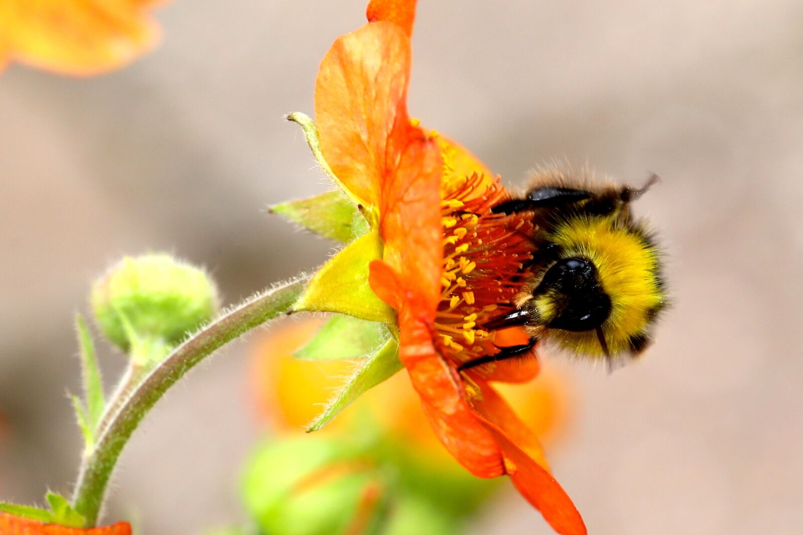 Canon EF 100mm F2.8L Macro IS USM sample photo. Bumble bee, bumblebee, flower photography