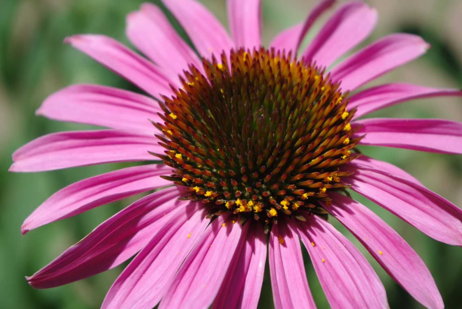 Pentax K200D sample photo. Pink, flower, garden photography