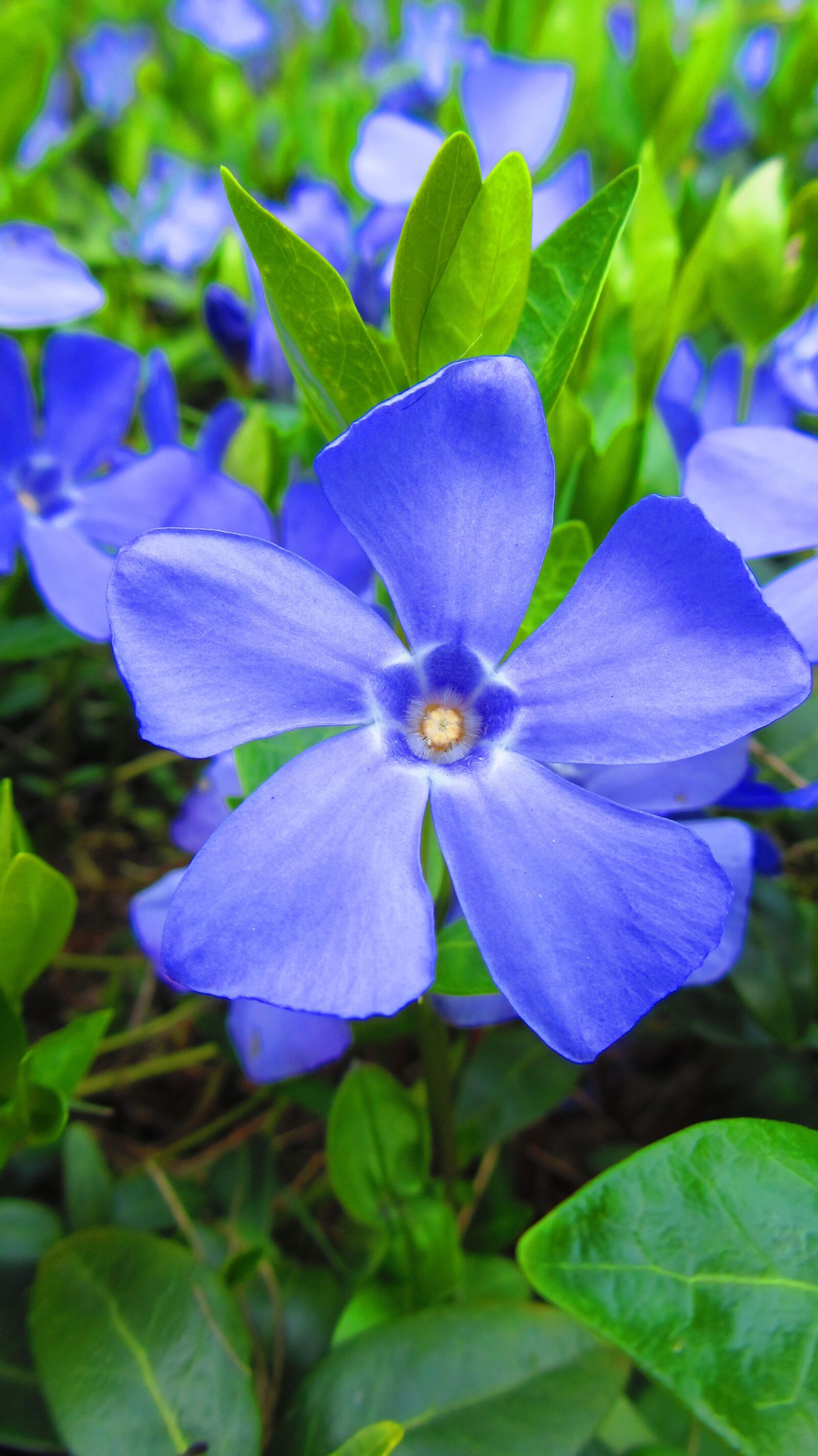 Canon PowerShot SX220 HS sample photo. Flower, summer, nature photography