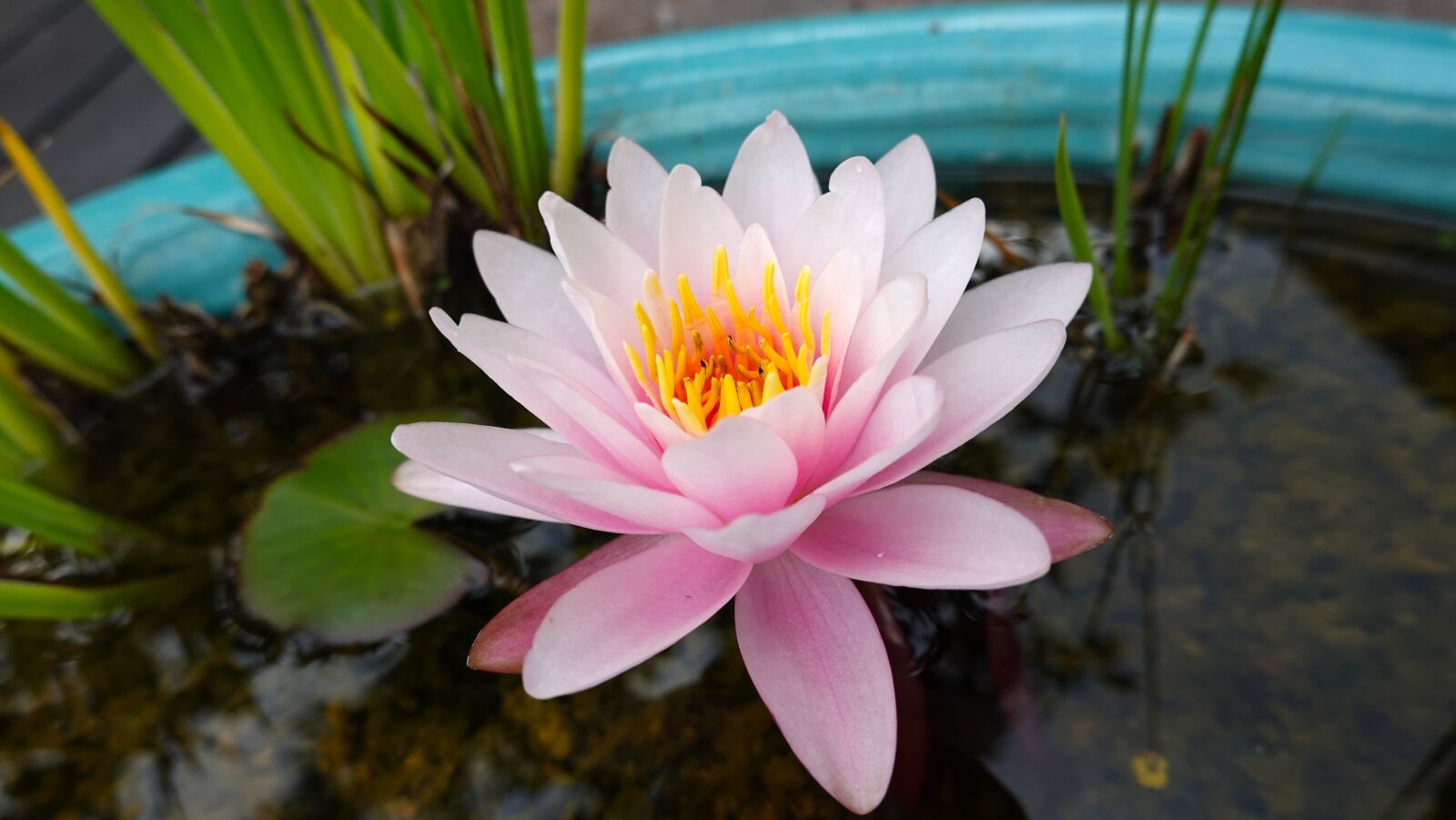 Sony Cyber-shot DSC-RX100 VI sample photo. Water lily, waterleliebloem, pink photography