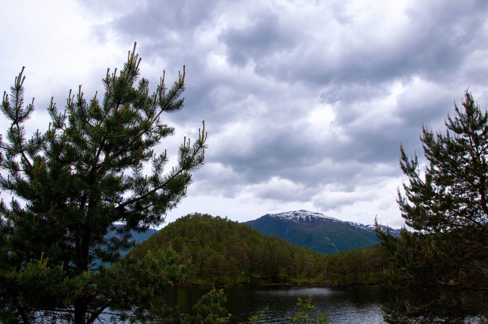 Nikon D90 sample photo. Tree, mountain, fjord photography