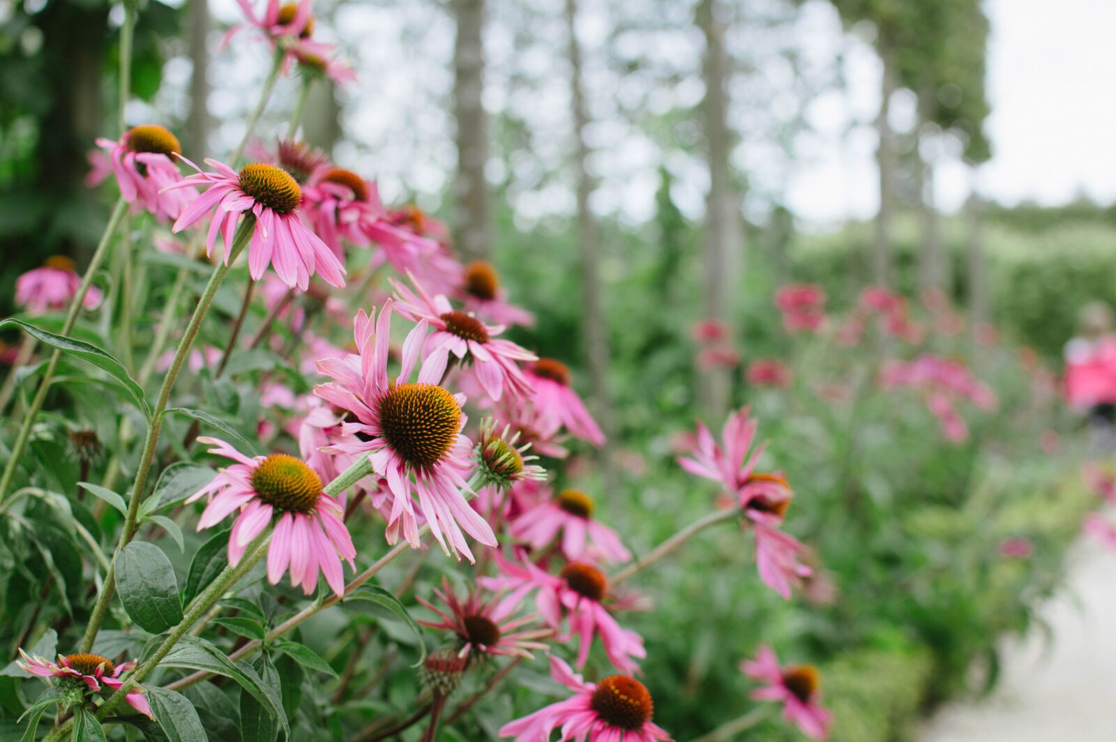 Nikon D3200 sample photo. Bloom, blossom, close-up photography