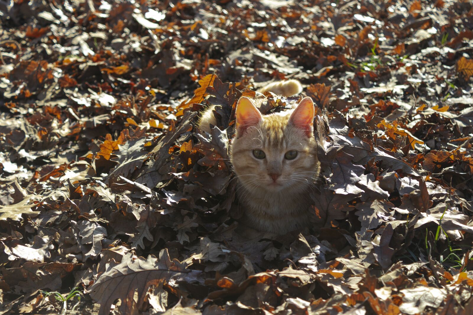 Canon EOS 200D (EOS Rebel SL2 / EOS Kiss X9) sample photo. Cat, cute, nature photography