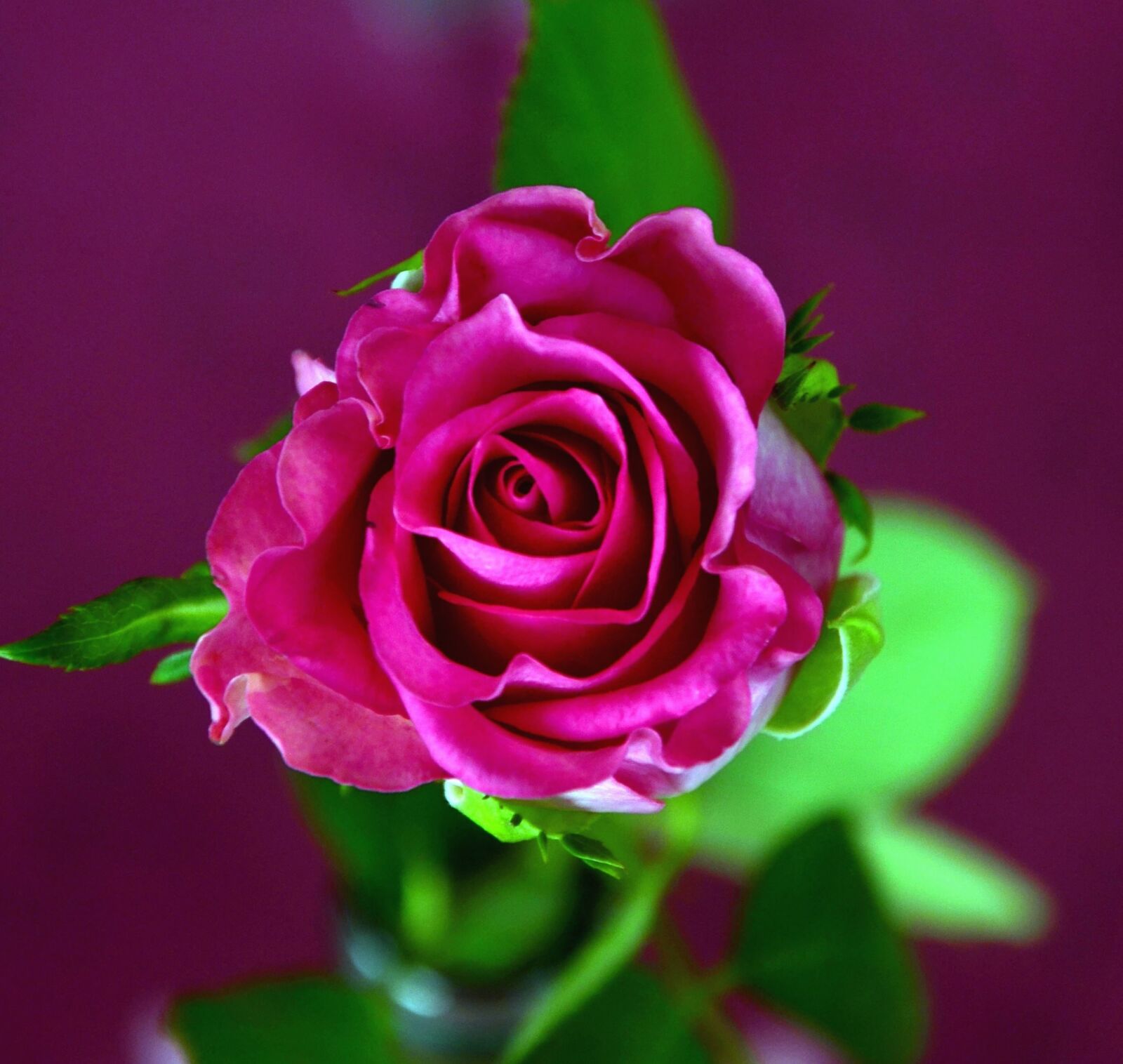 Nikon D5100 sample photo. Rose, frangrance, flower photography