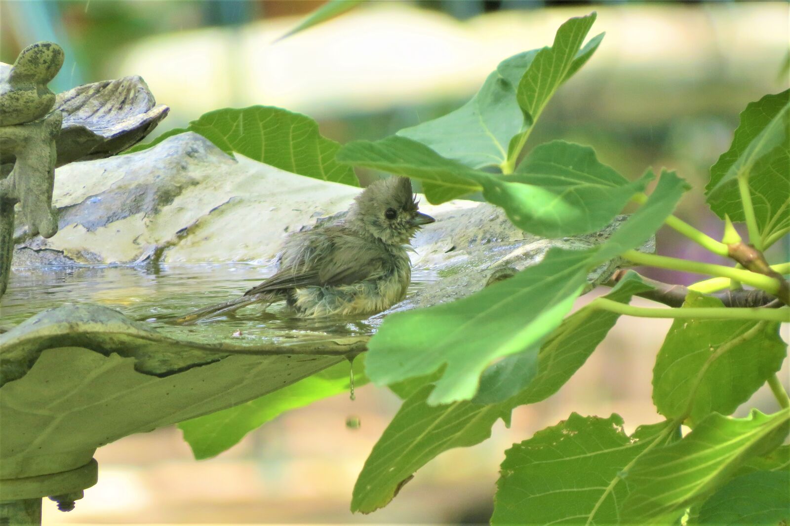 Canon PowerShot SX50 HS sample photo. Bird, bathing, birdbath photography
