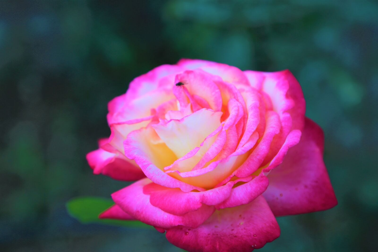 Canon EF 24-105mm F4L IS USM sample photo. Rose, plant, flower photography