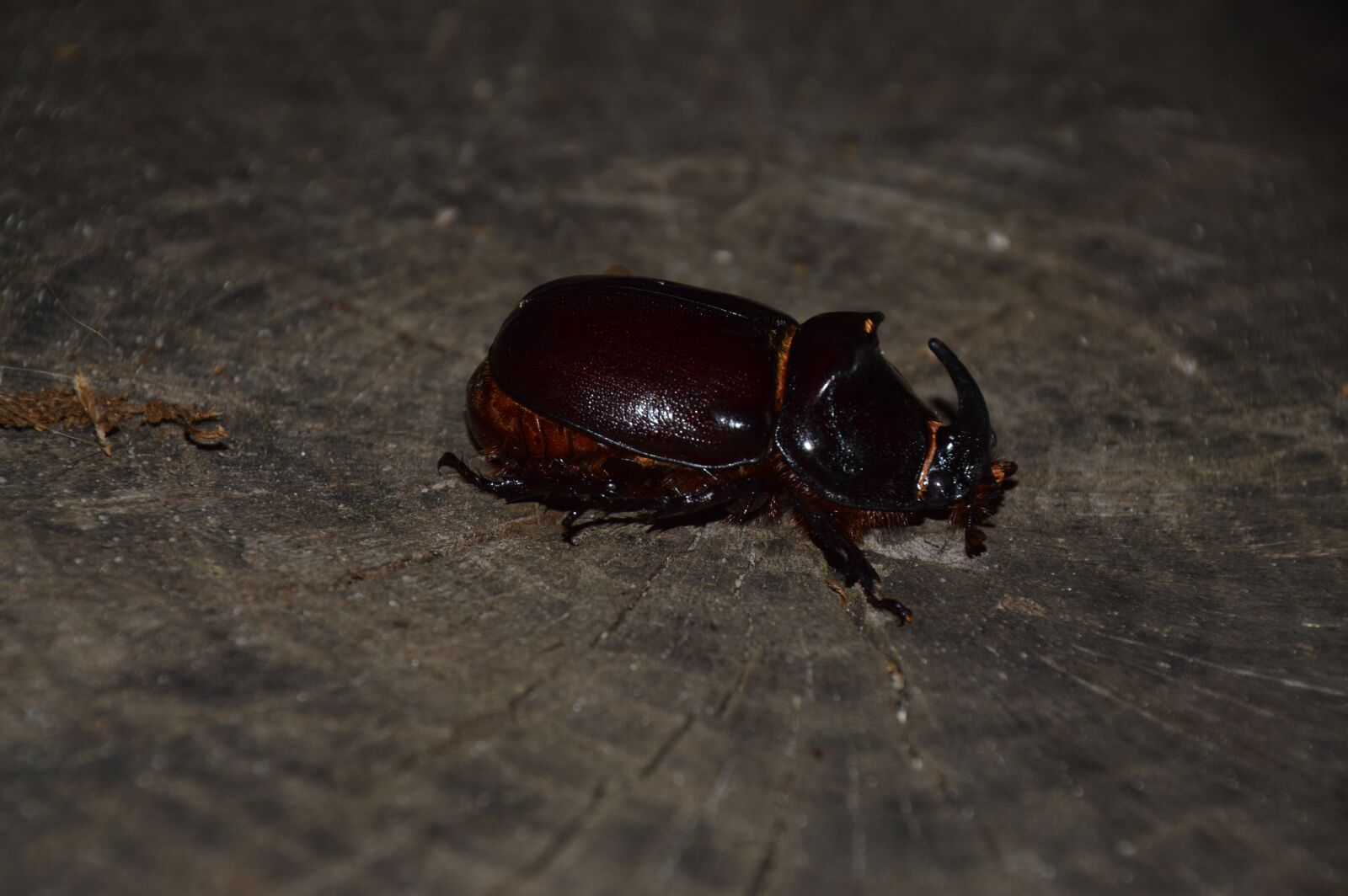 Nikon D3200 sample photo. Nature, animal, beetle photography