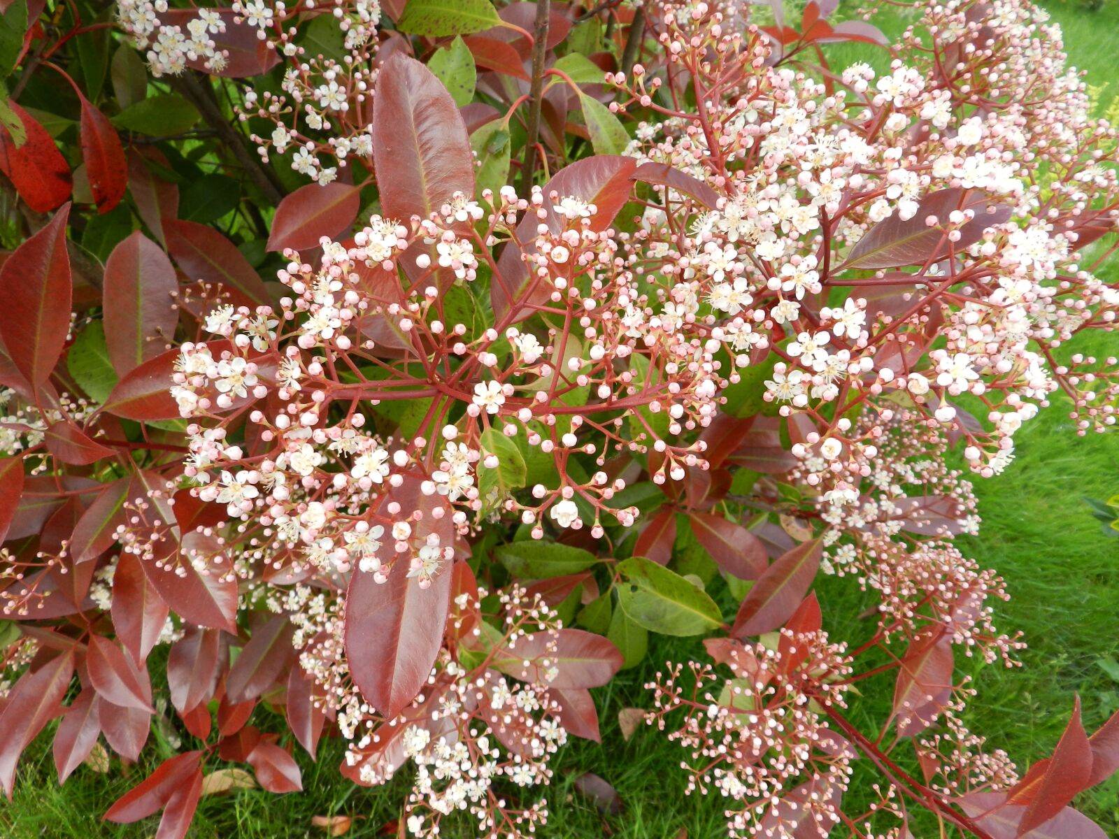 Nikon Coolpix P500 sample photo. Flower, shrub, nature photography