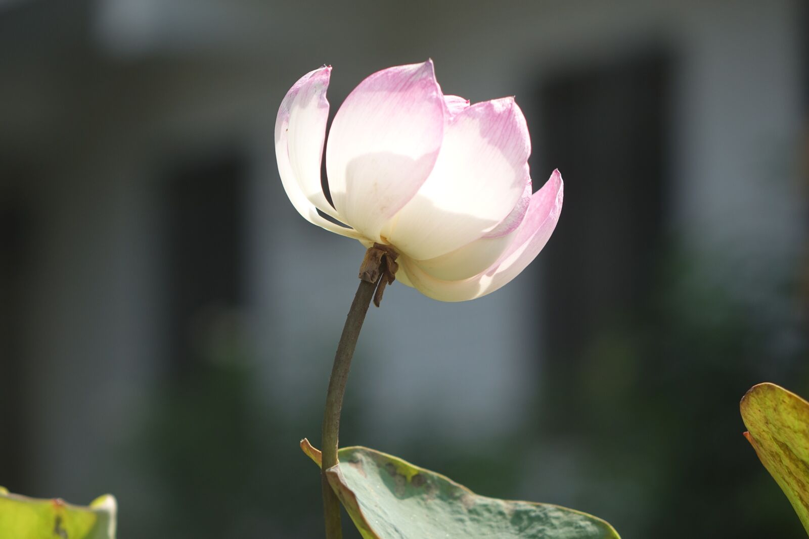 Sony Cyber-shot DSC-RX10 sample photo. Lotus, pink, water lotus photography