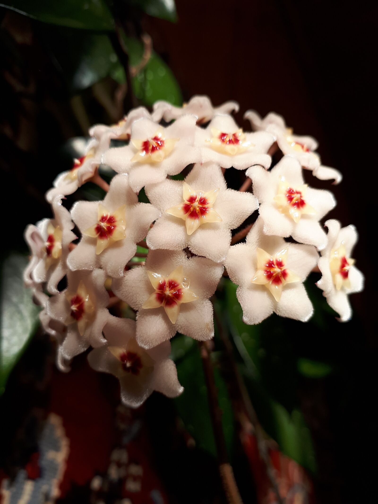 Samsung Galaxy A5(2017) sample photo. Flower, white, macro photography
