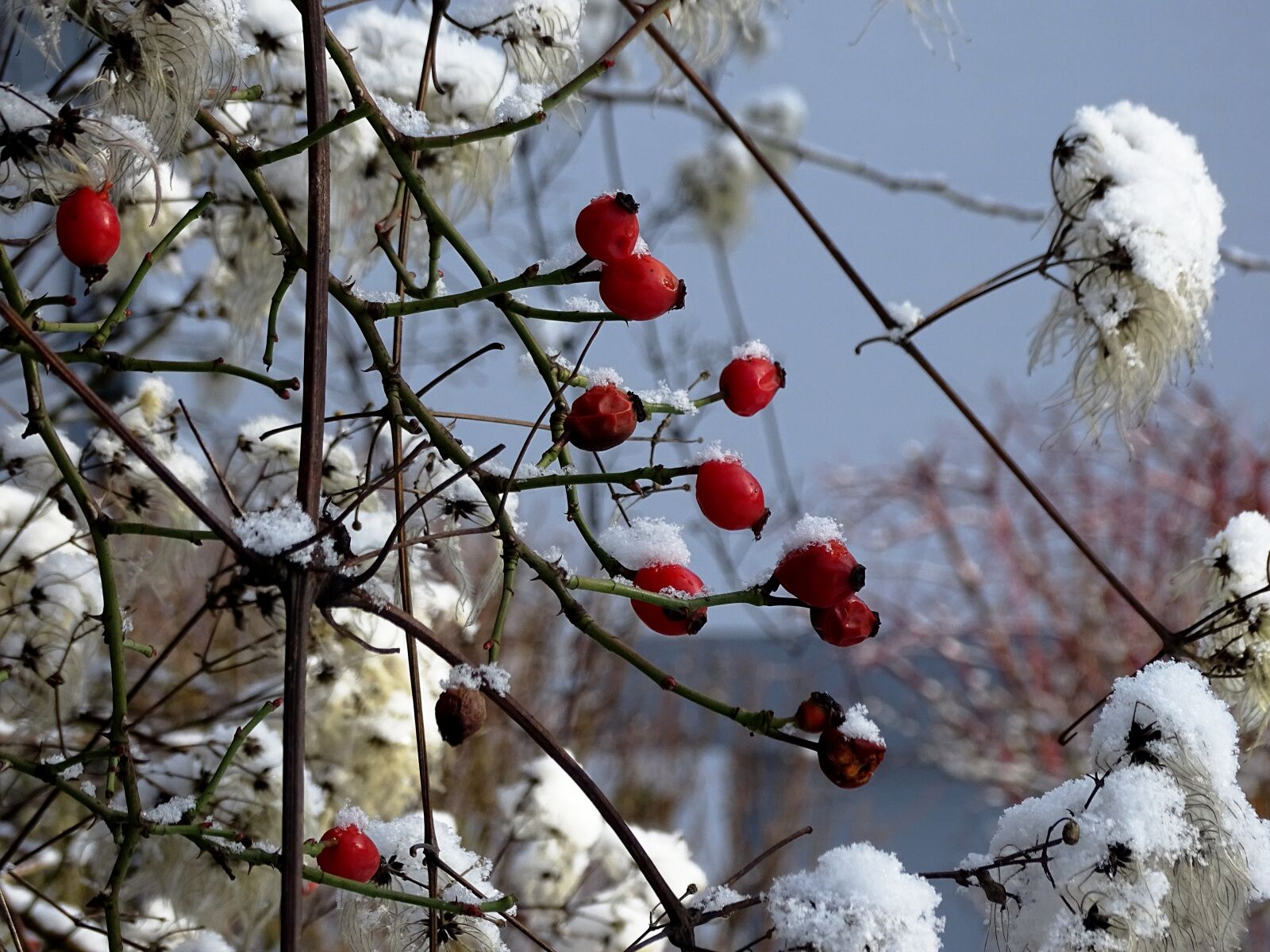 Sony Cyber-shot DSC-HX400V sample photo. Rose hip, winter, cold photography