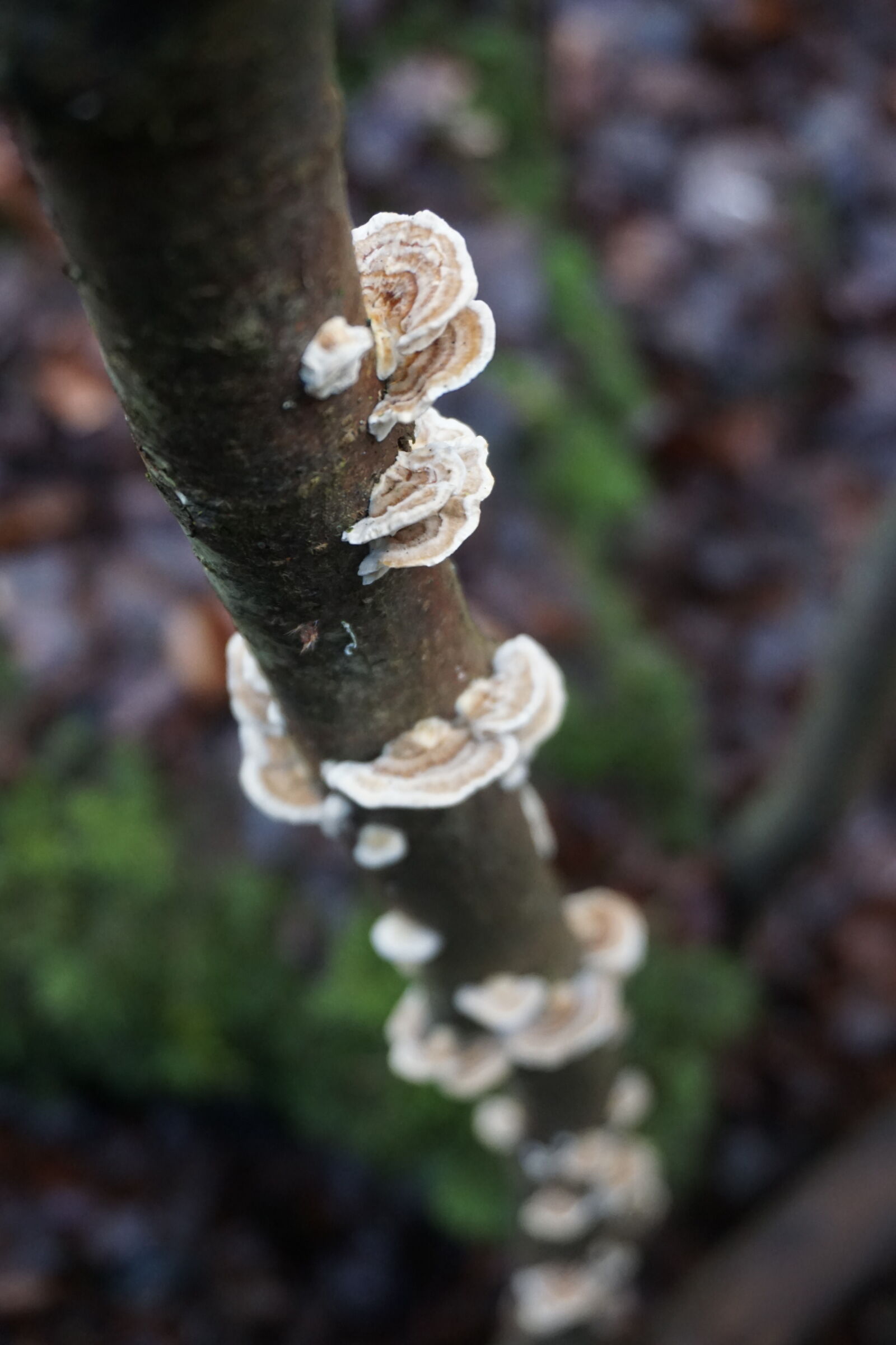 Sony E 16-50mm F3.5-5.6 PZ OSS sample photo