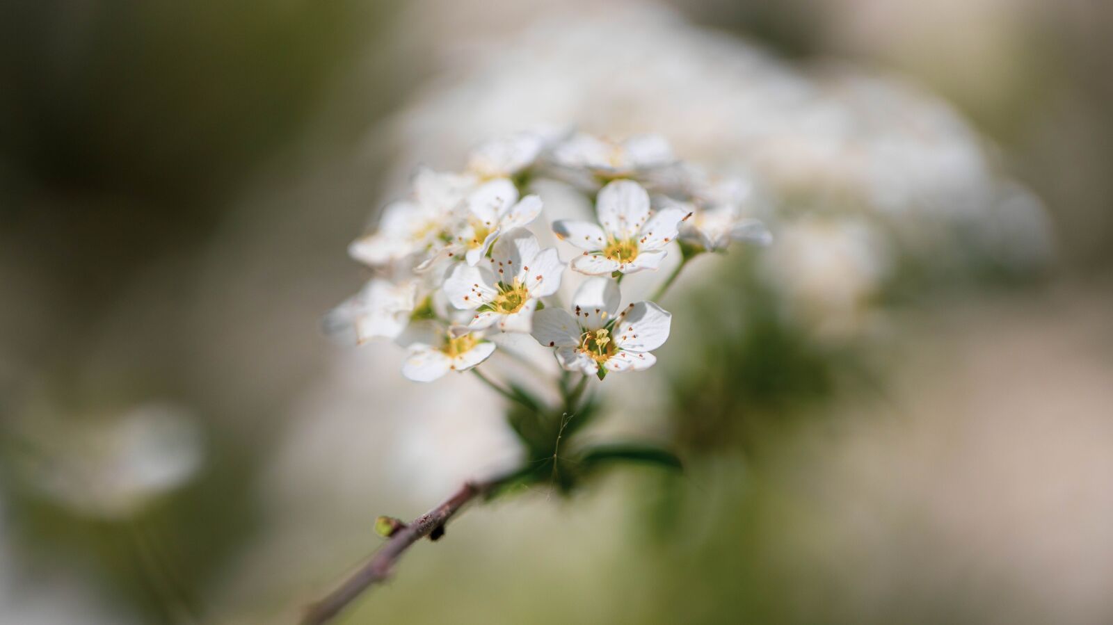 Canon EOS R sample photo. Nature, flowers, plant photography