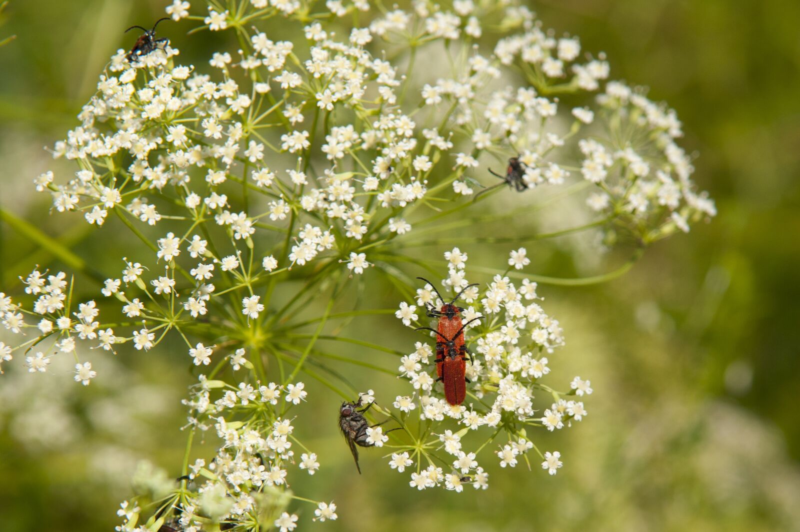 Nikon D300 sample photo. Beetle, insect, flowers photography