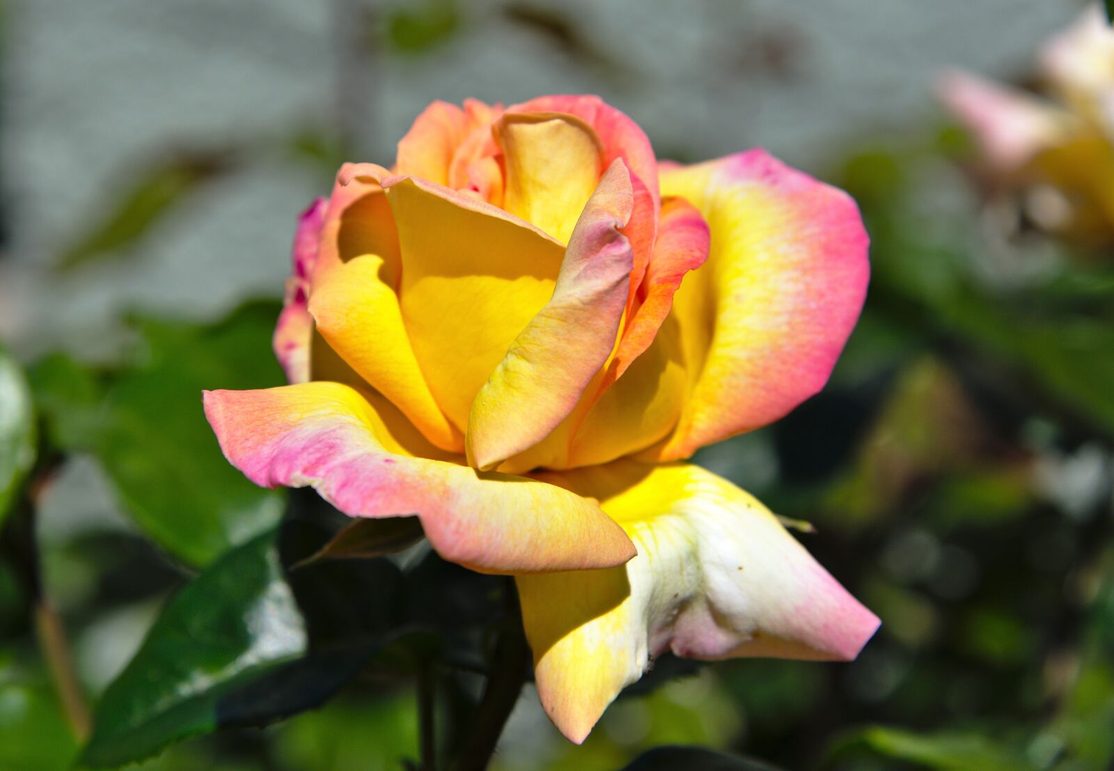 Nikon D750 sample photo. Rose, blossoms, pink photography