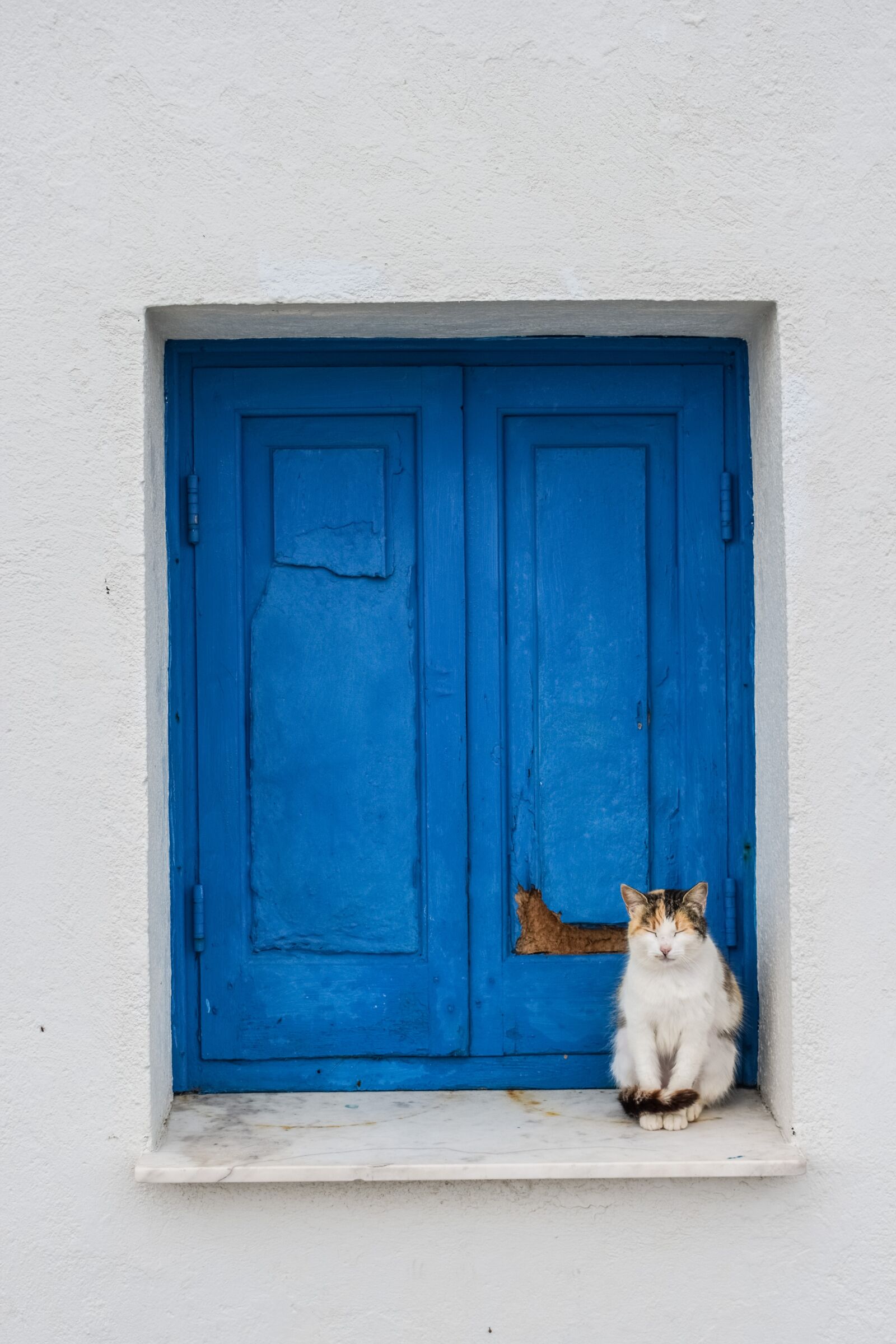 Nikon D3300 sample photo. Cat, cute, animal photography