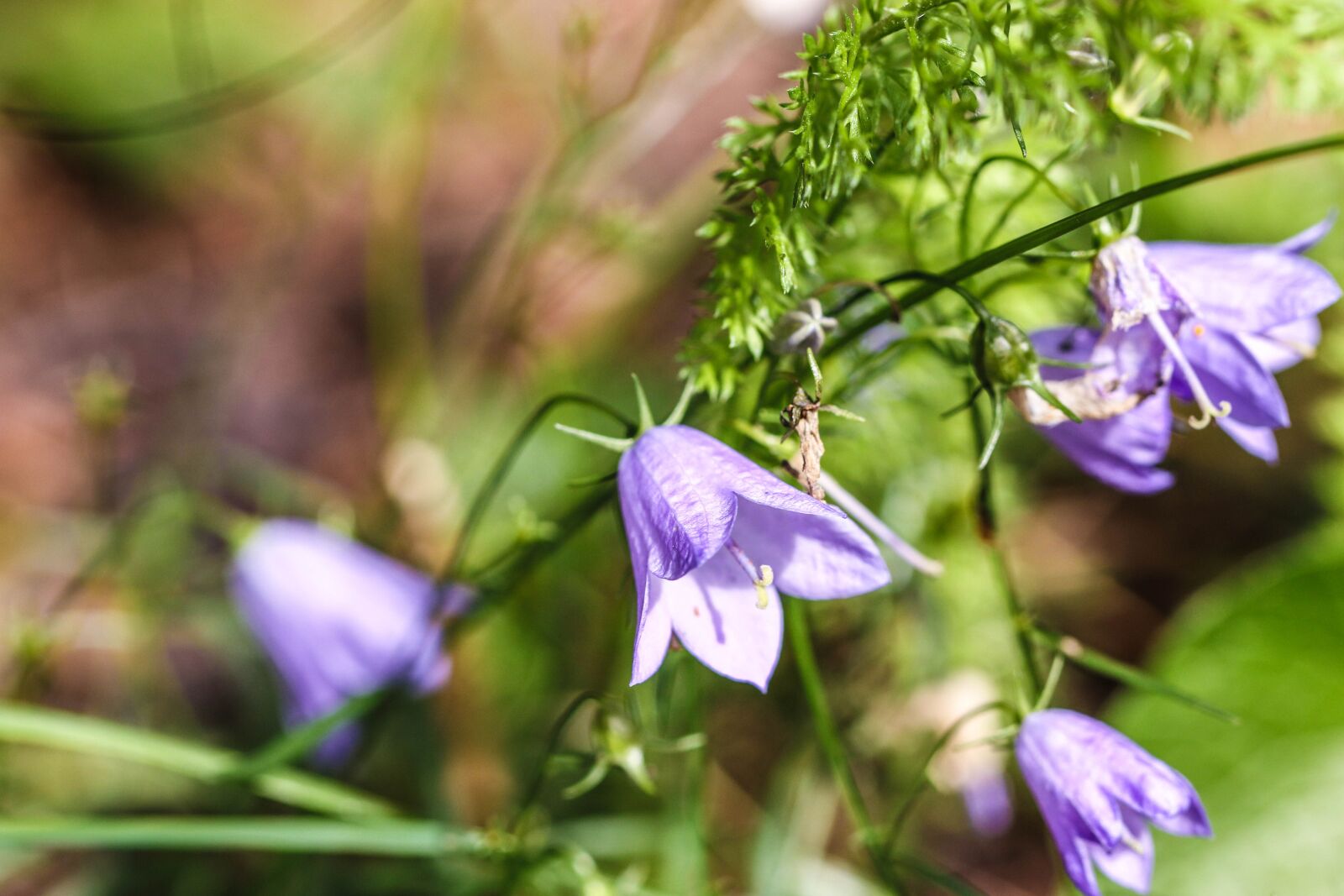 Canon EOS 7D Mark II sample photo. Bluebell, wildflower, bellflower photography