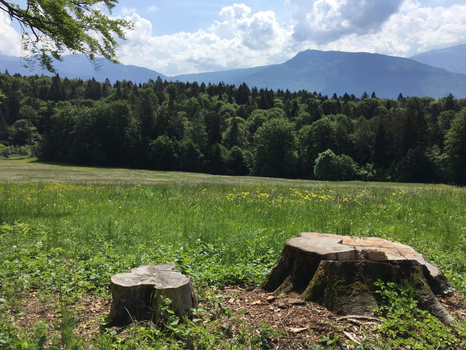 Apple iPhone 6 sample photo. Landscape, mountain, trees photography