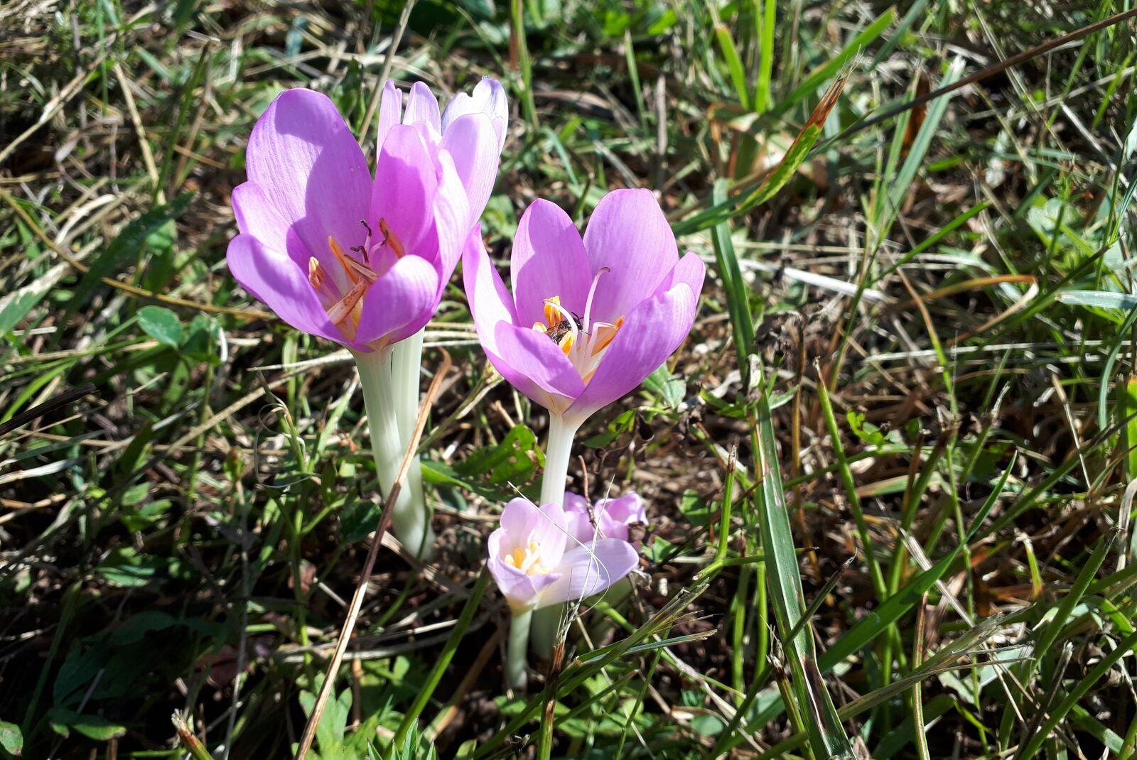 Samsung Galaxy A5(2017) sample photo. Nature, herbstzeitlose, flower photography
