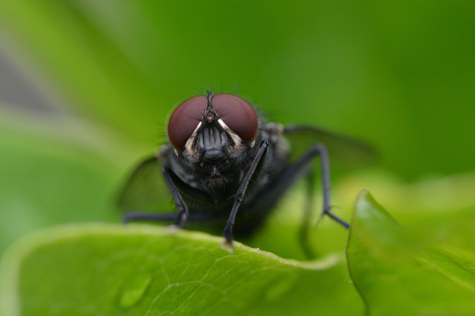 Nikon D5200 sample photo. Fly, insect, close up photography