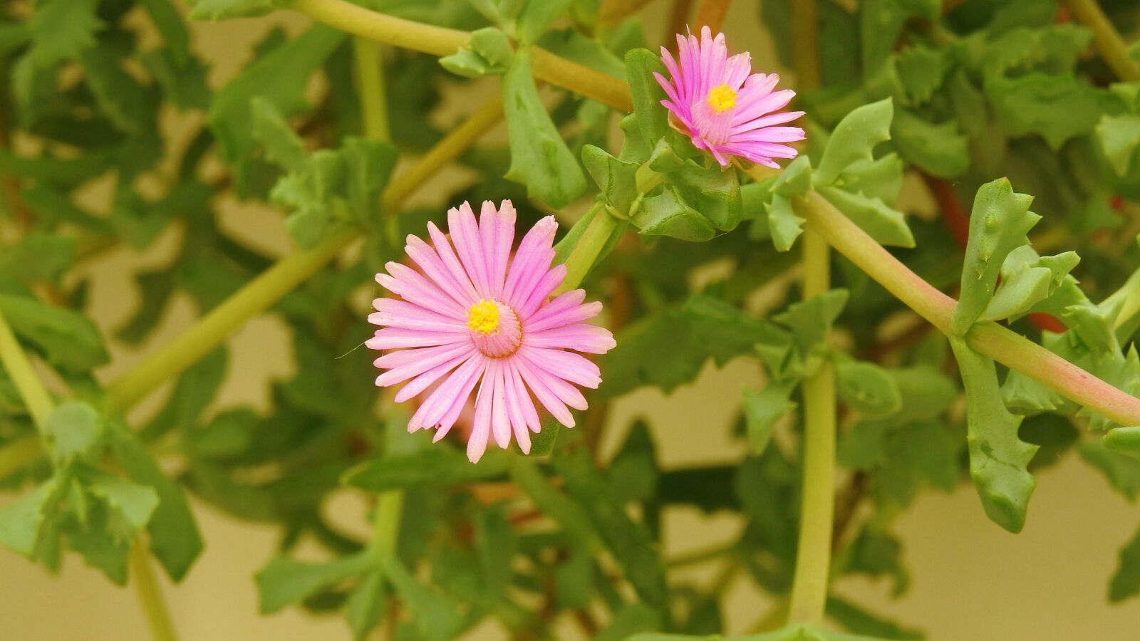 Nikon Coolpix P900 sample photo. Flowers, rosa, decoration photography