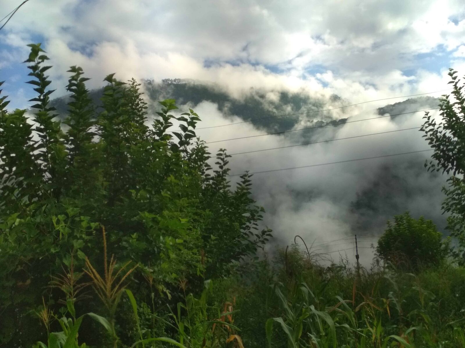 Xiaomi Redmi 4 Pro sample photo. Fog, tree, environment, nature photography