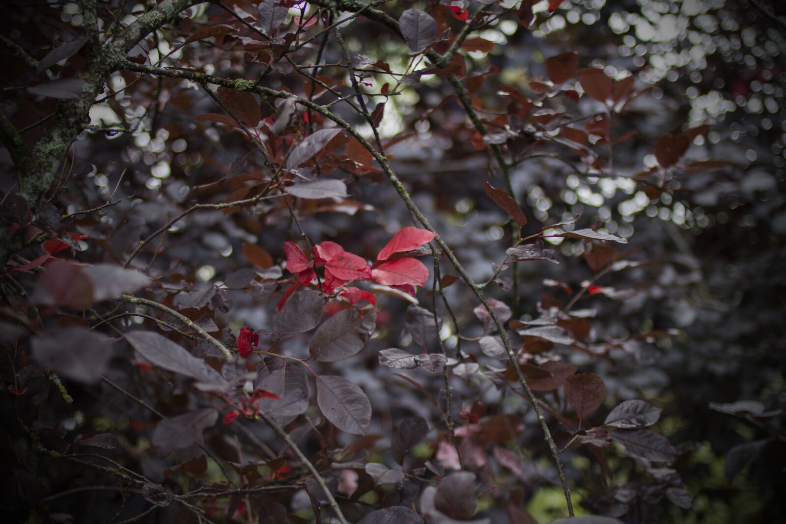 Canon EOS 70D + Canon EF 35mm F2 sample photo. Bush, leaf, red photography