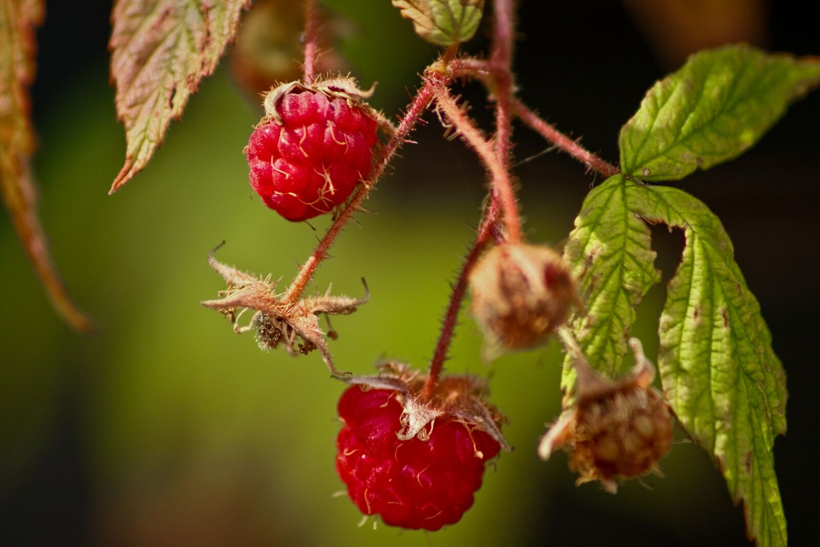 Canon EOS 450D (EOS Rebel XSi / EOS Kiss X2) sample photo. Raspberry, fruit, fresh fruit photography