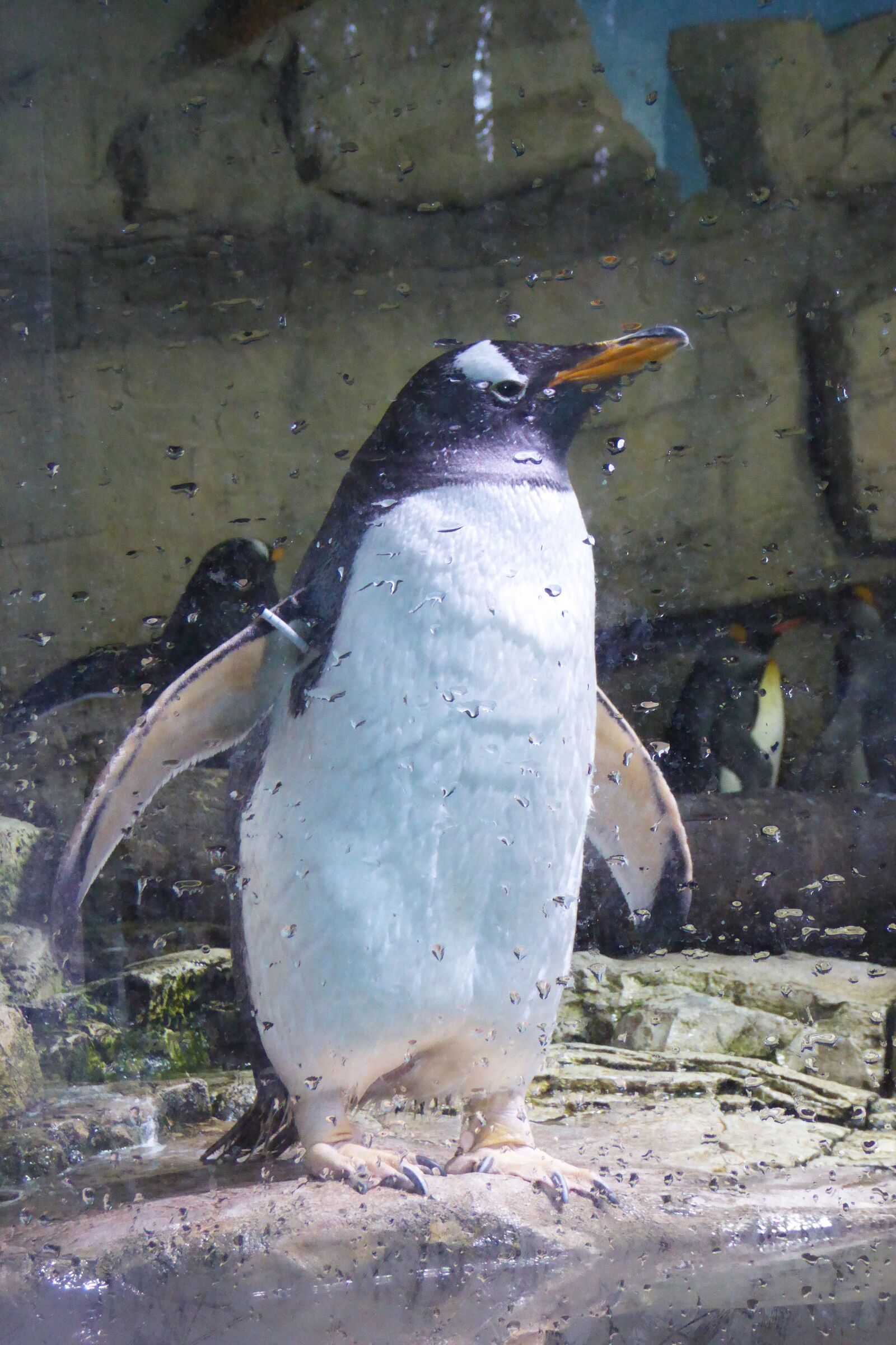 Panasonic DMC-TZ61 sample photo. Penguin, animal, zoo photography
