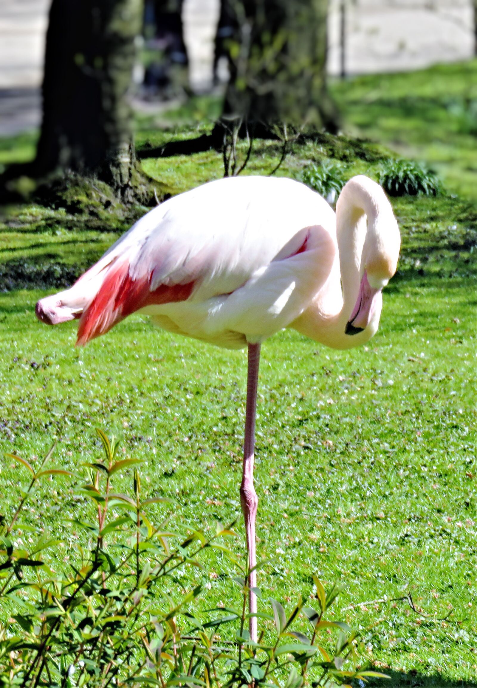 Canon PowerShot SX710 HS sample photo. Flamingo, bird, exotic species photography
