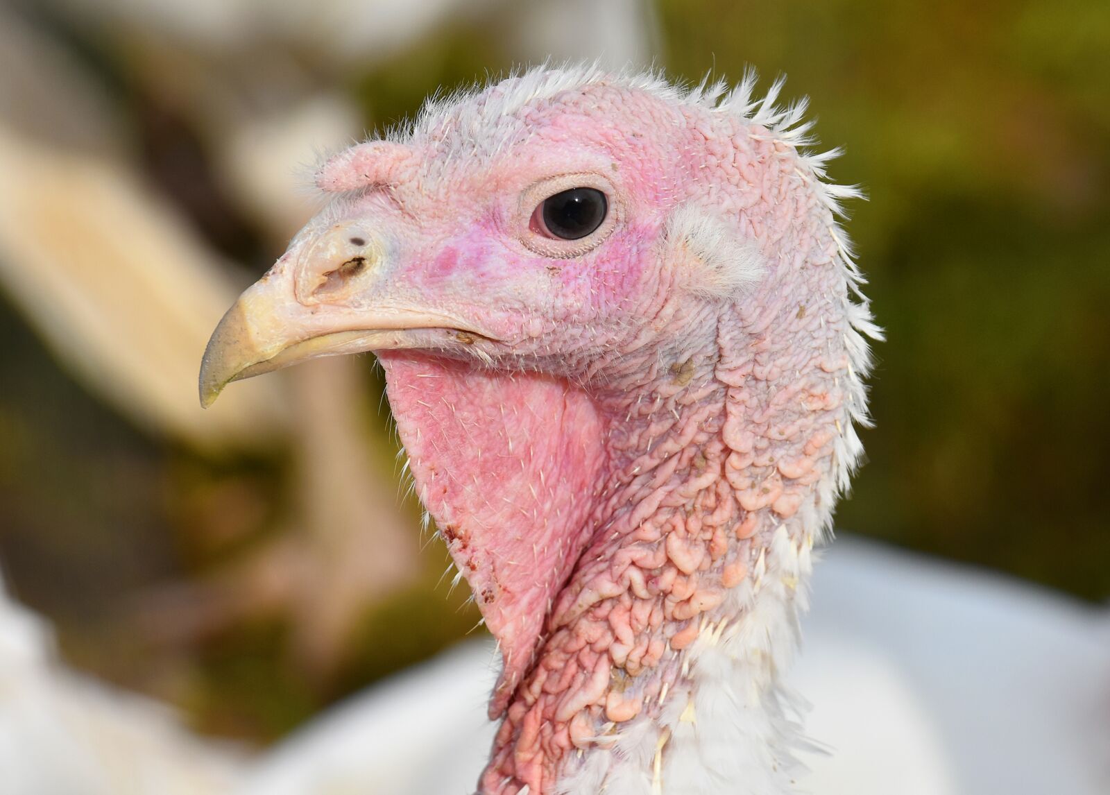 Nikon D7200 sample photo. Turkeys, birds, poultry photography