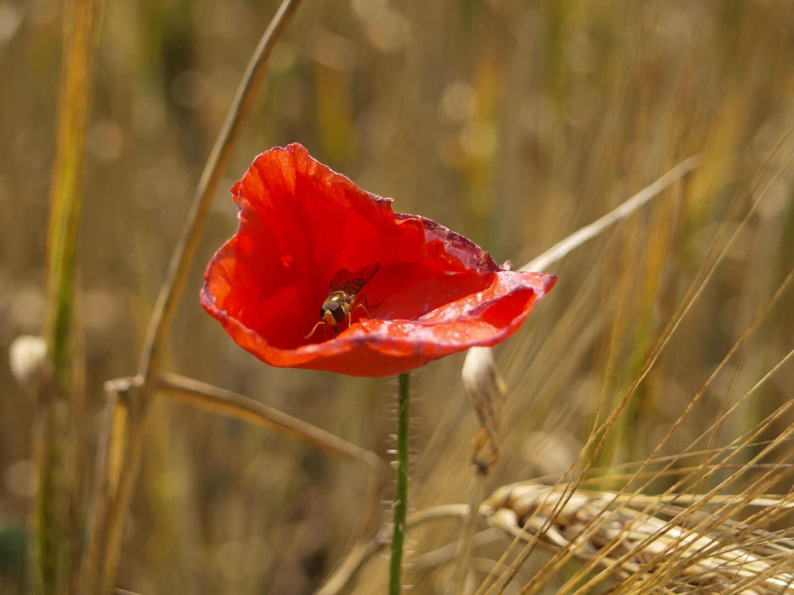 Olympus E-420 (EVOLT E-420) sample photo. Poppy, field flower, klatschmohn photography
