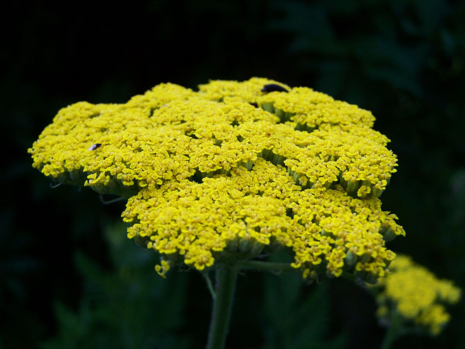 Kodak EASYSHARE ZD710 ZOOM DIGITAL CAMERA sample photo. Yarrow, yellow flower, flower photography